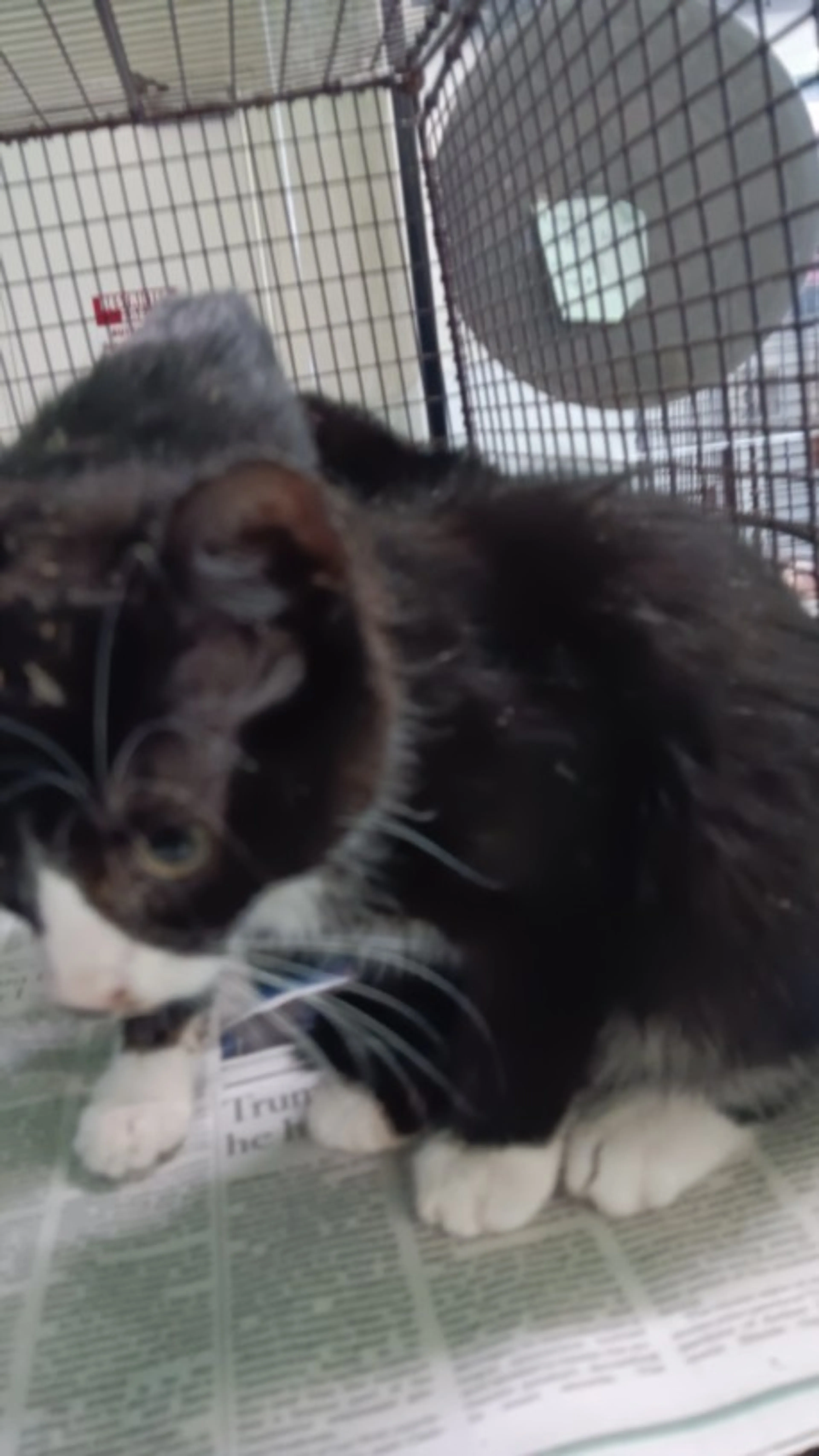 Found pet