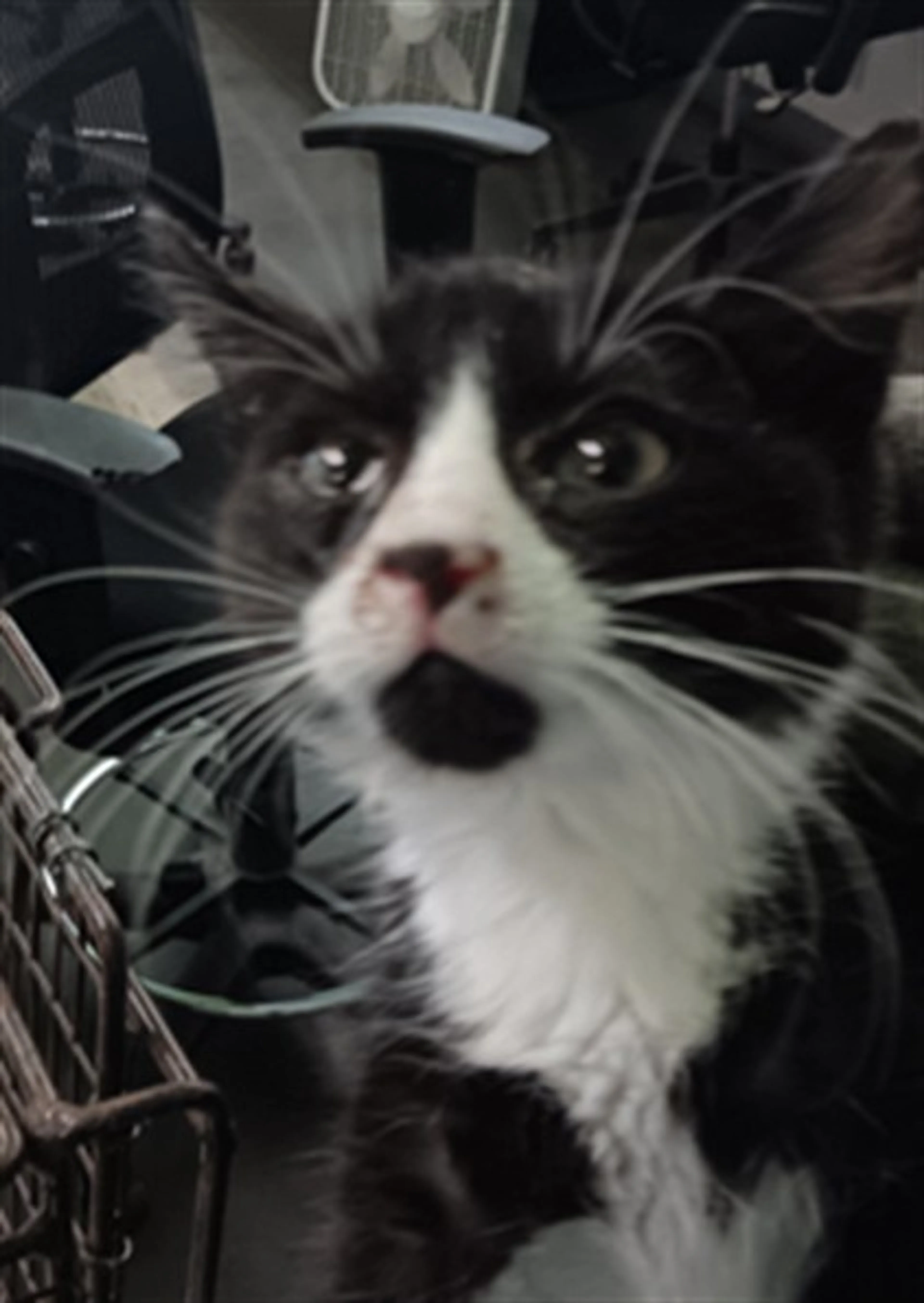 Found pet