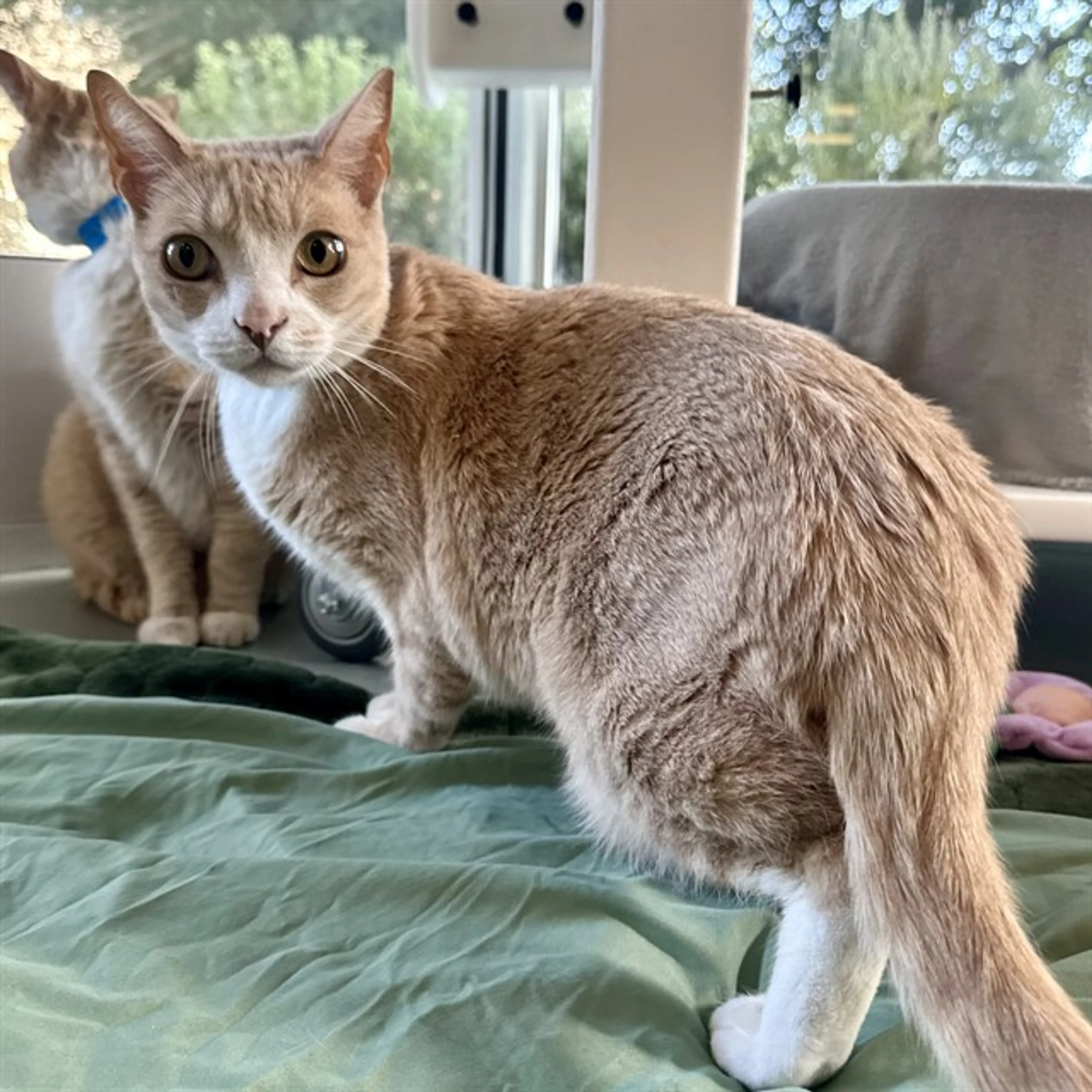 Found pet
