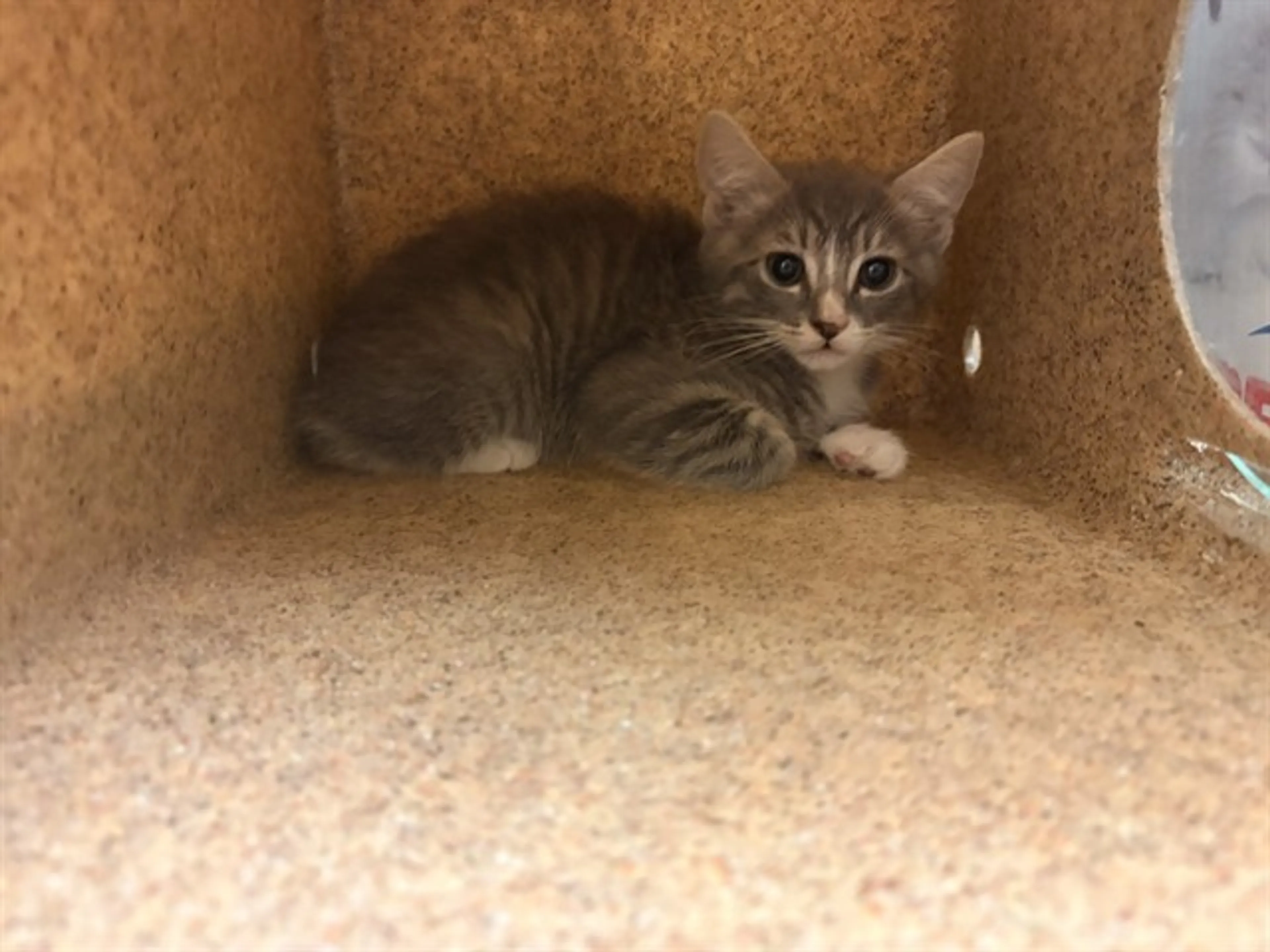 Found pet