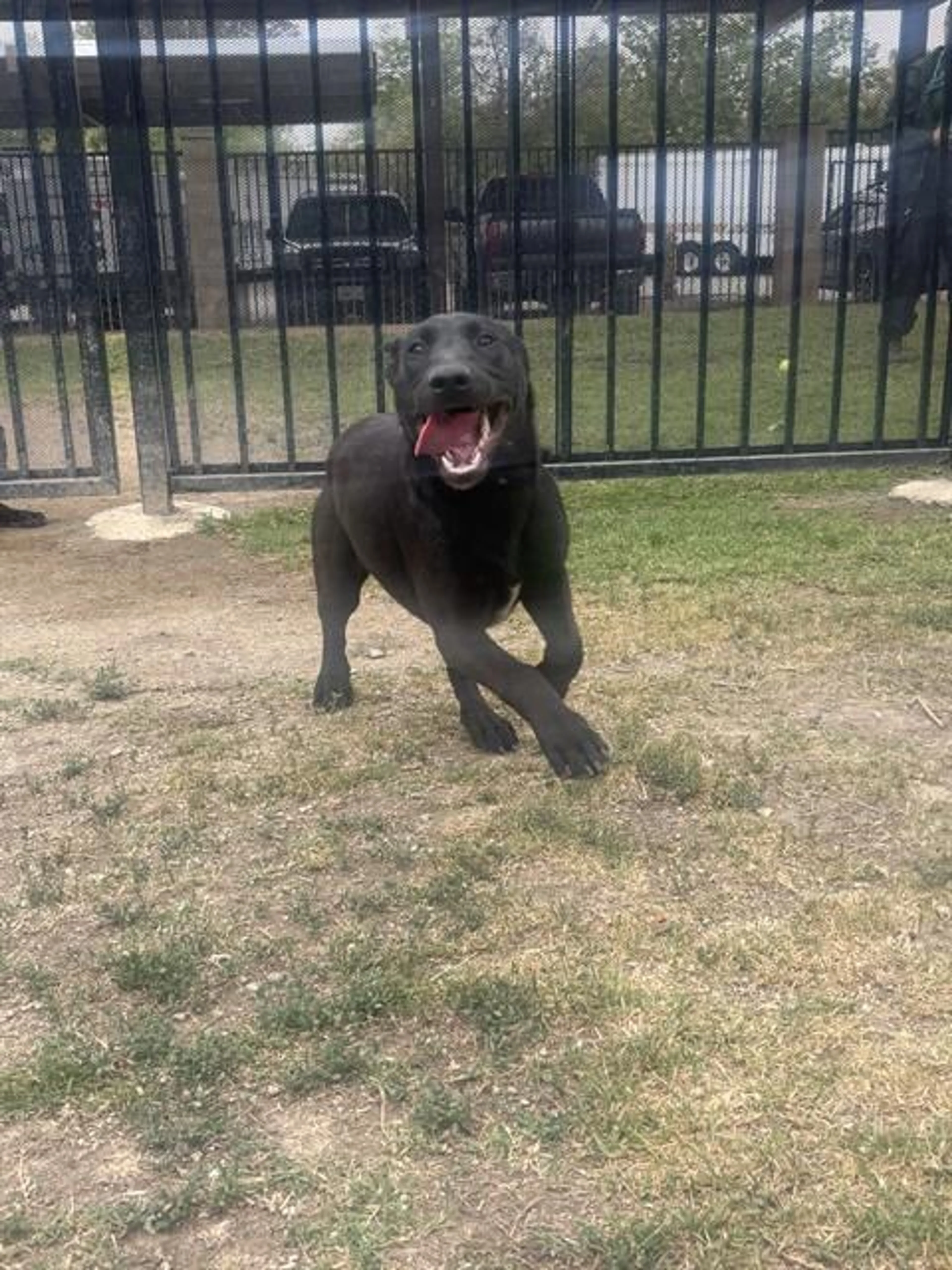 Found pet