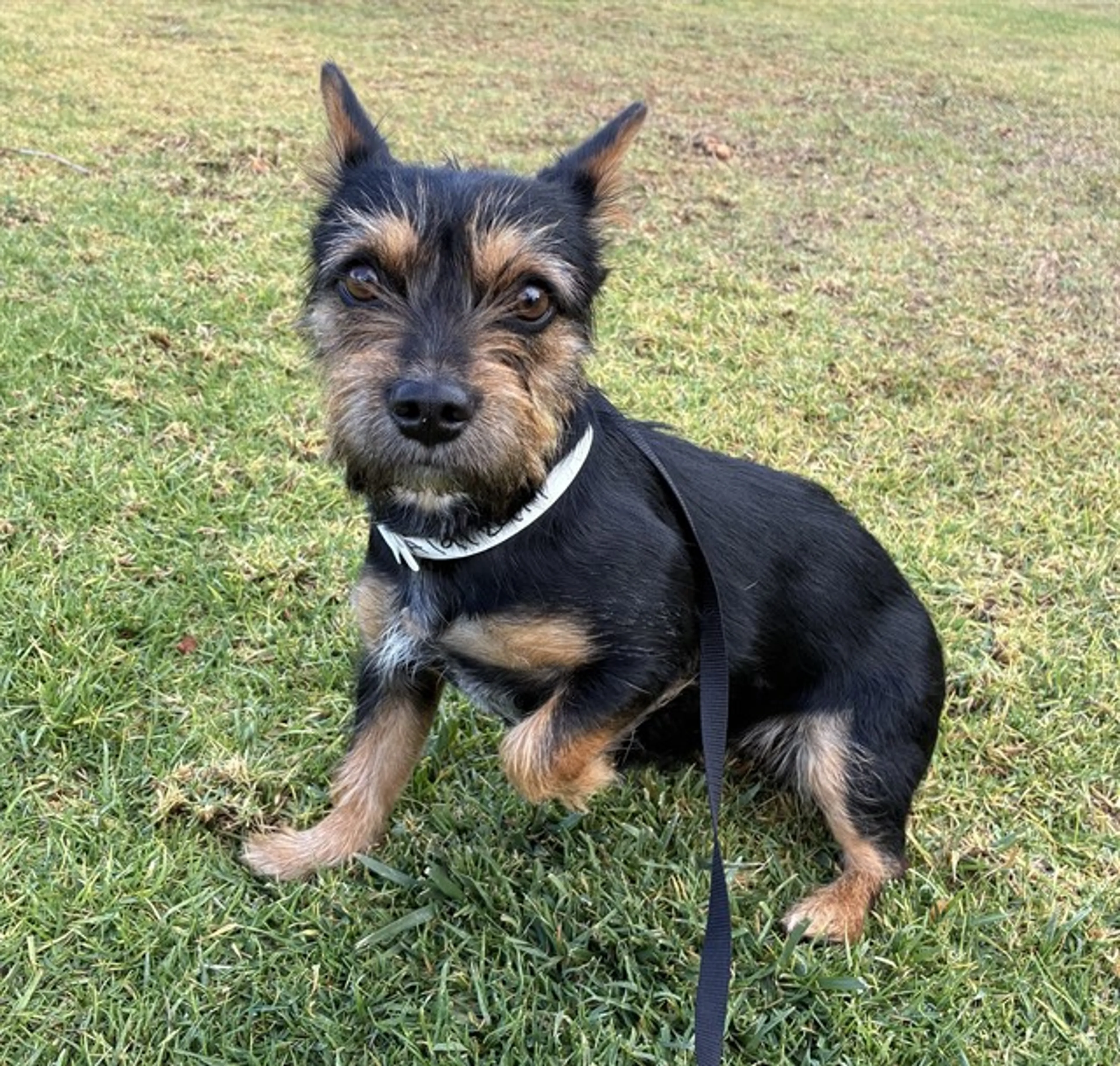Found pet
