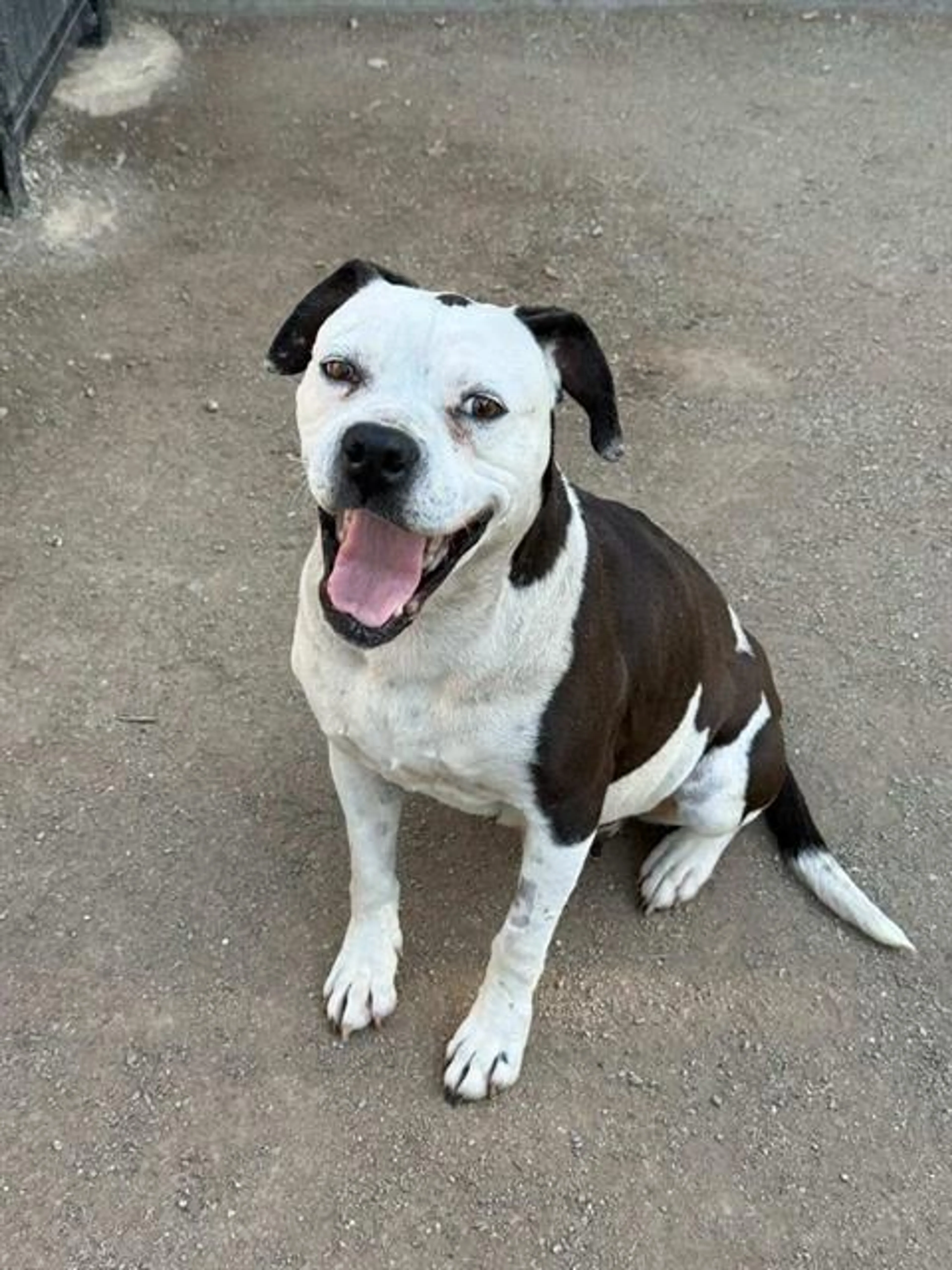 Found pet