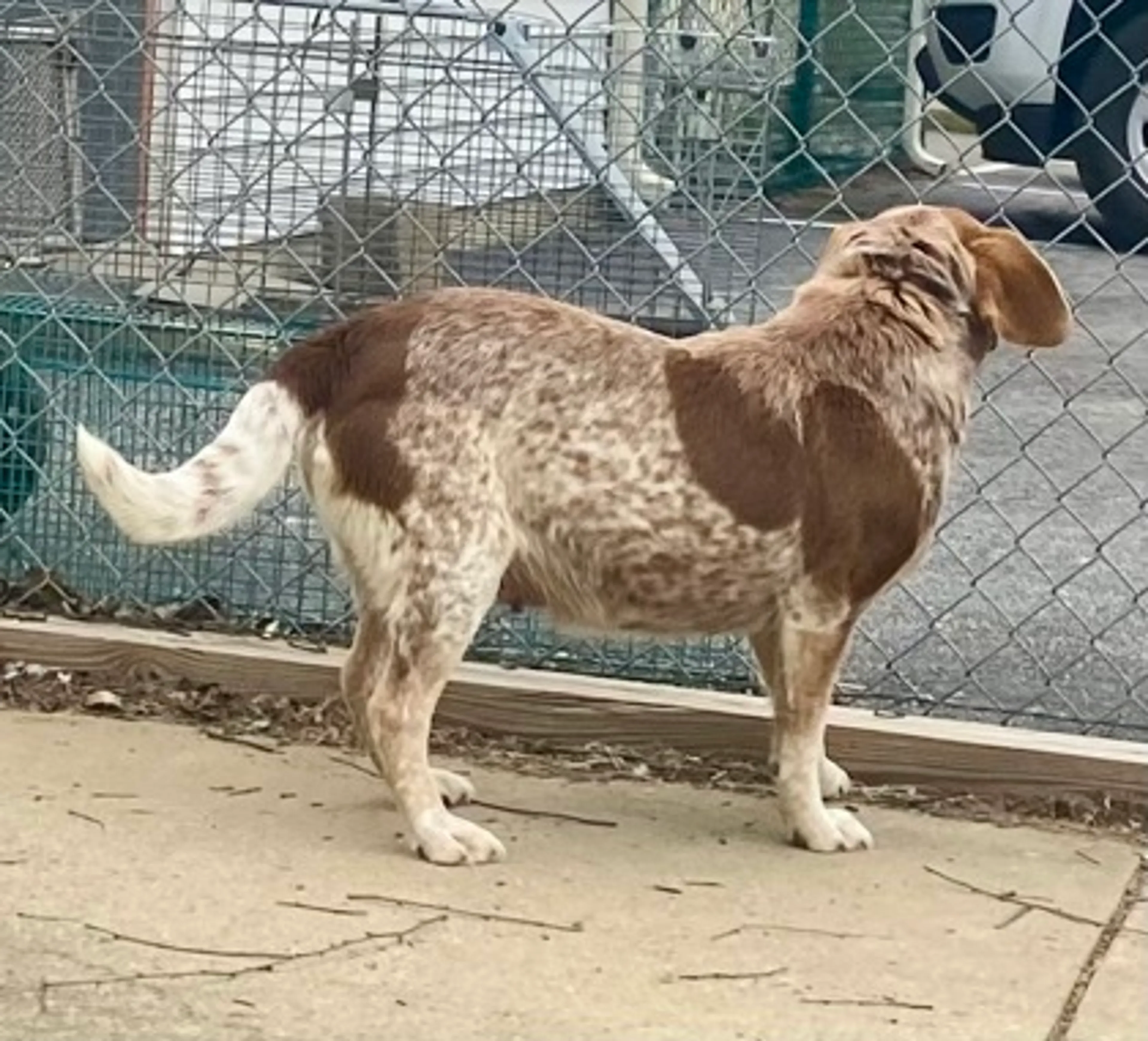 Found pet-1