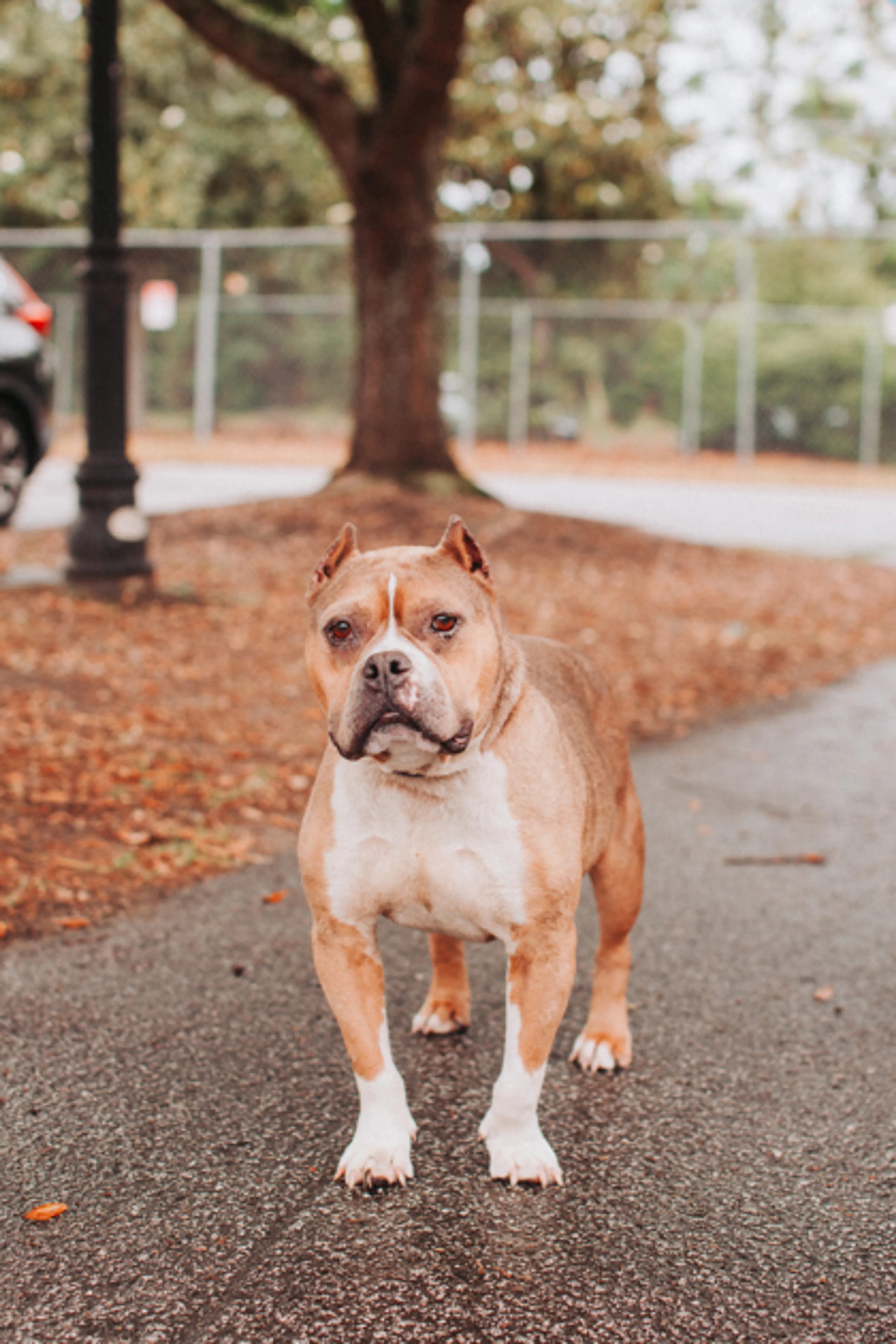 Found pet-2
