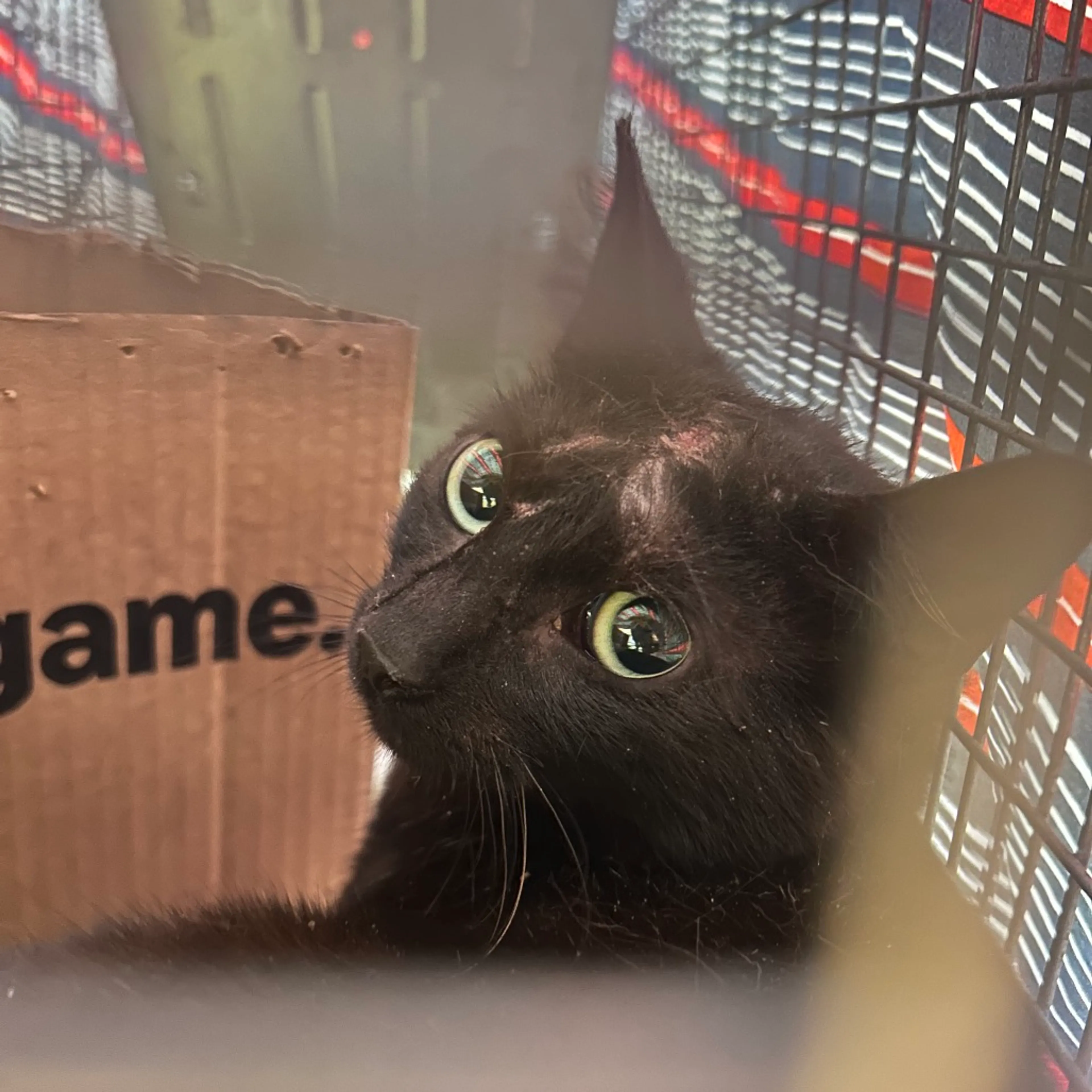 Found pet