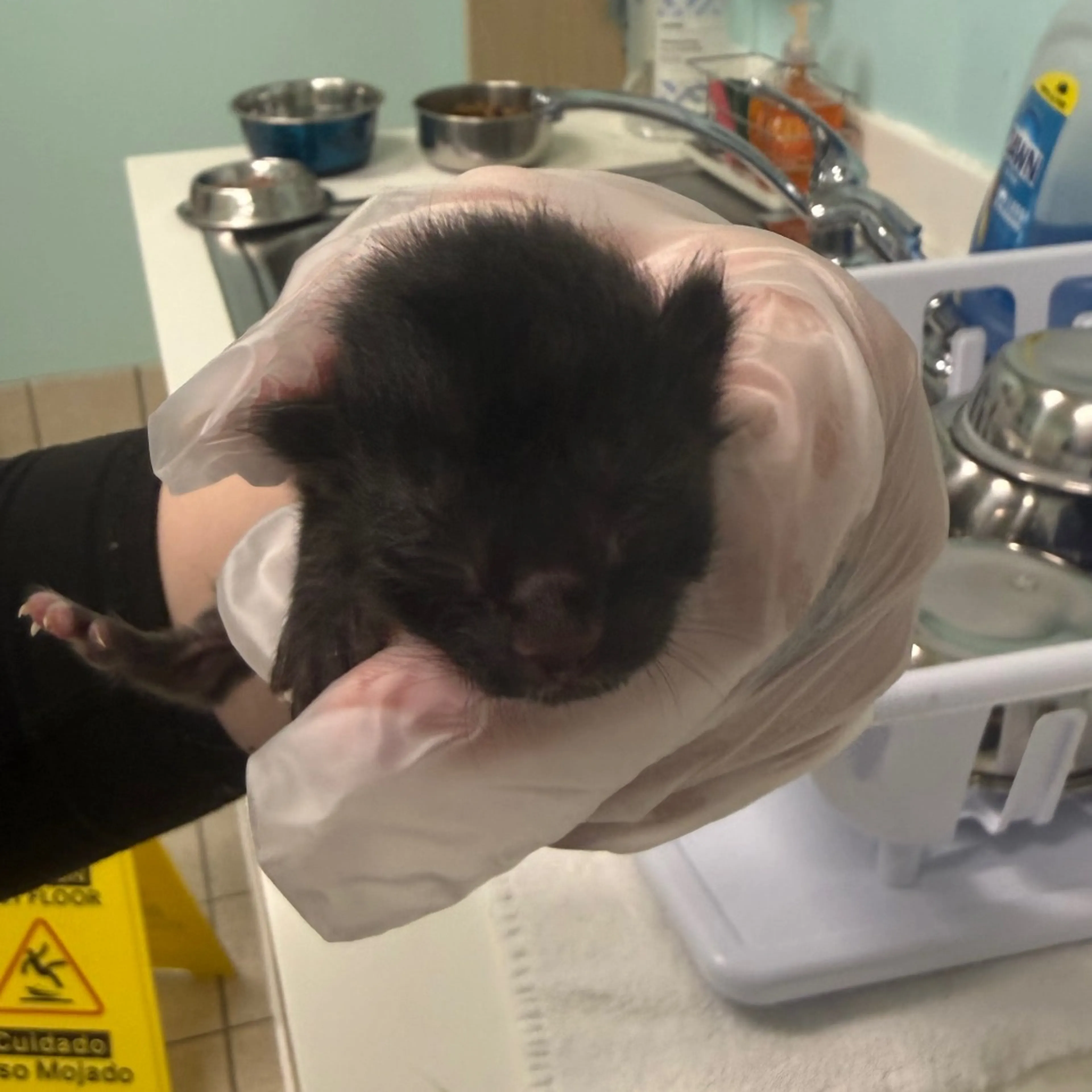 Found pet-1