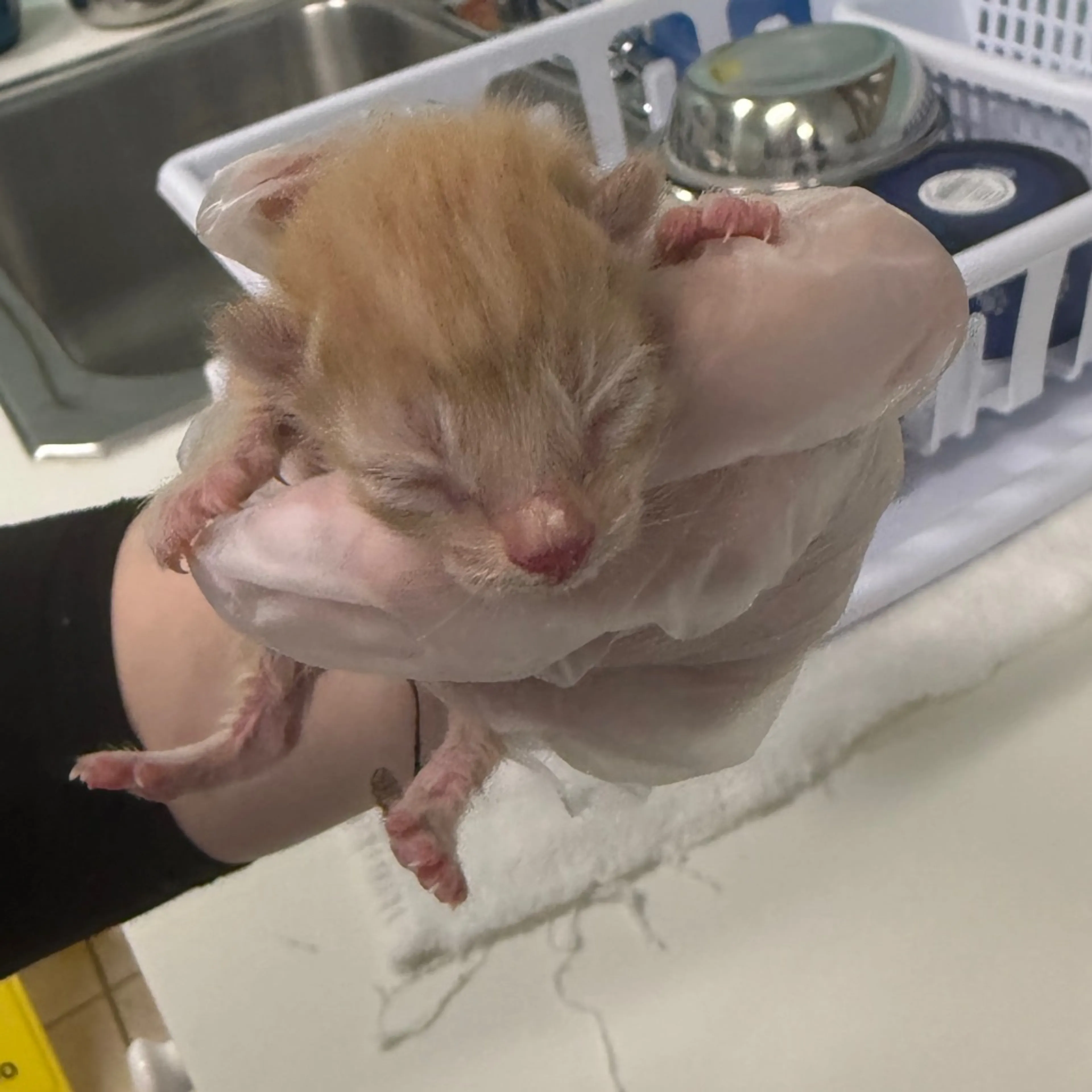 Found pet-1