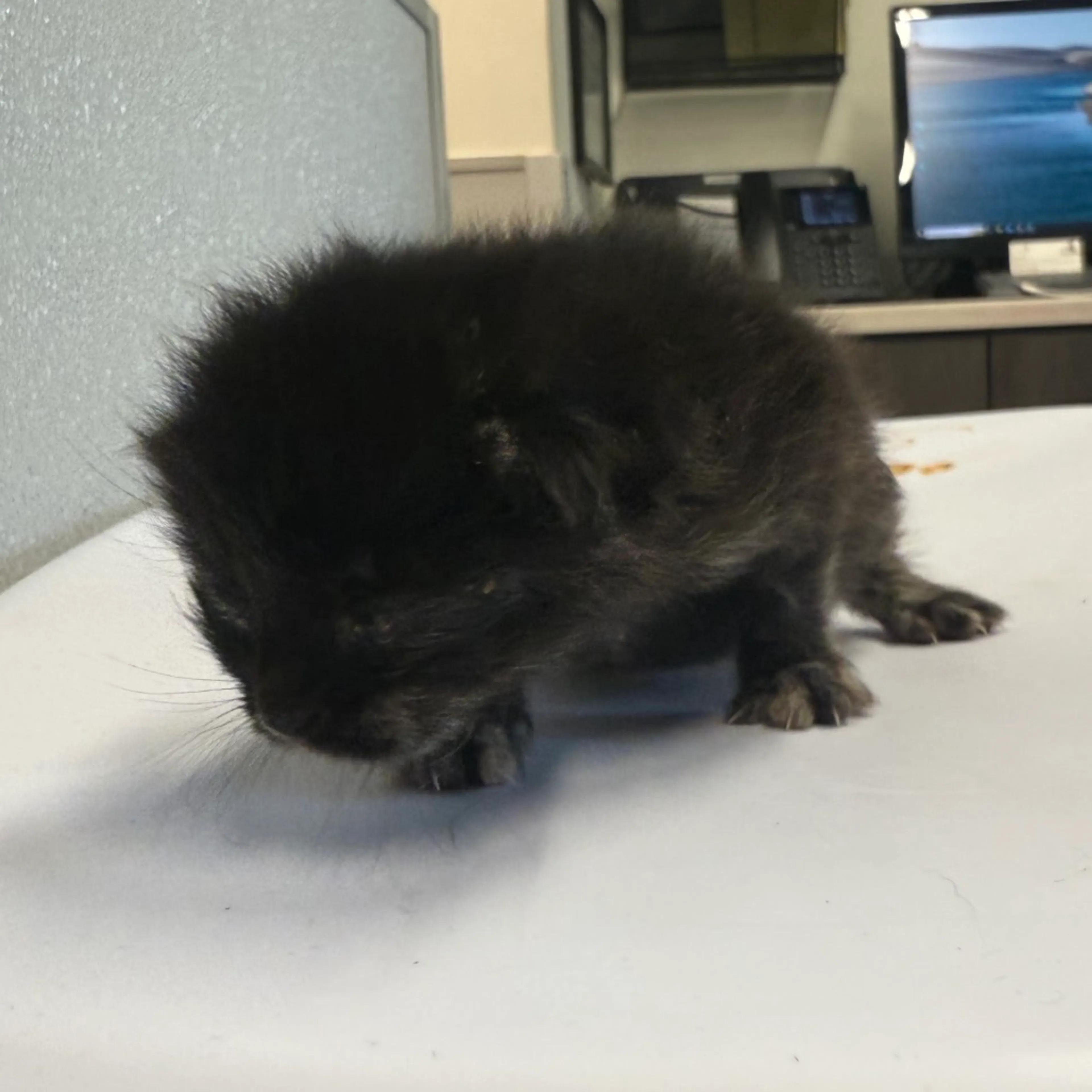 Found pet