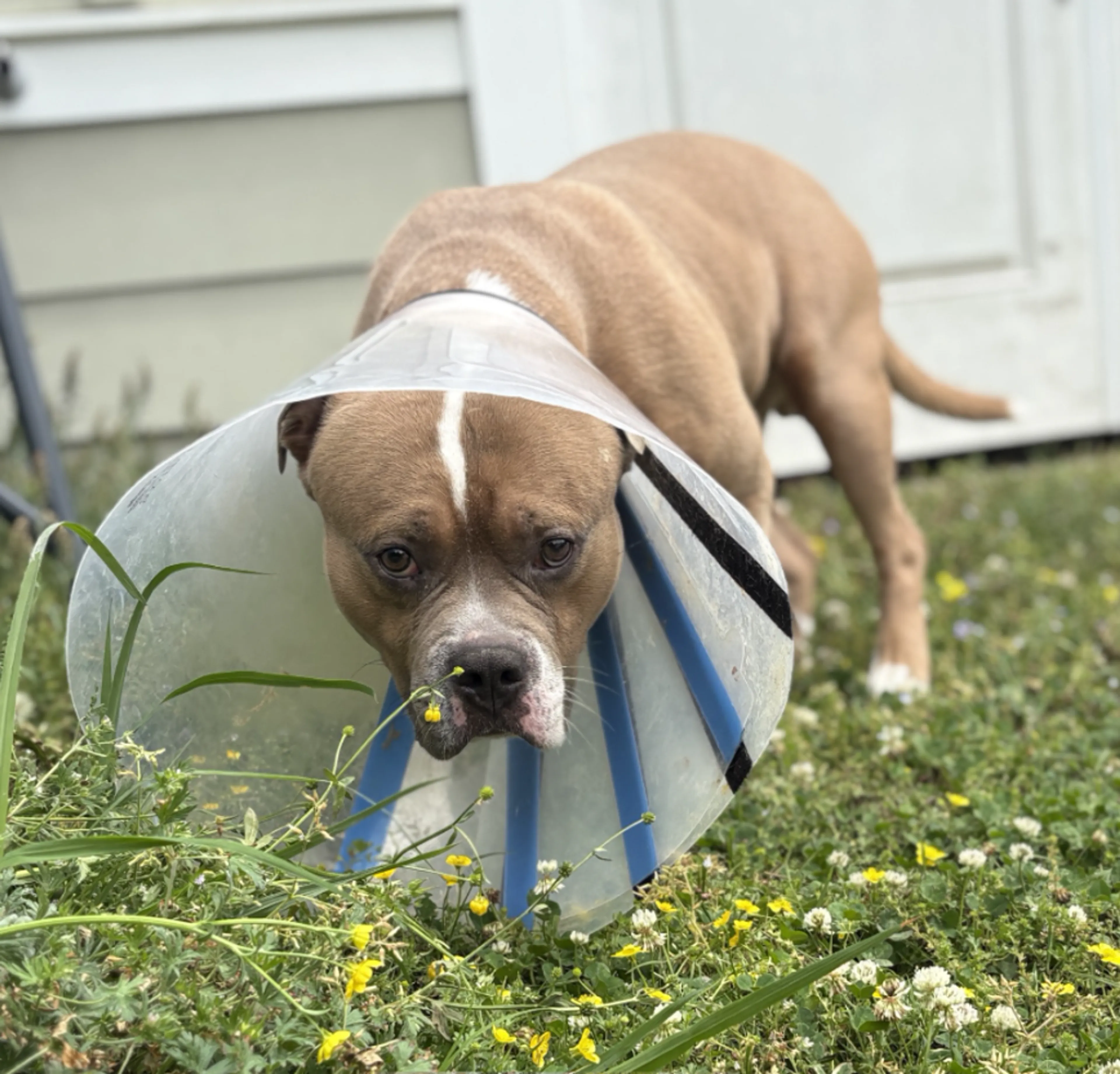 Found pet-1