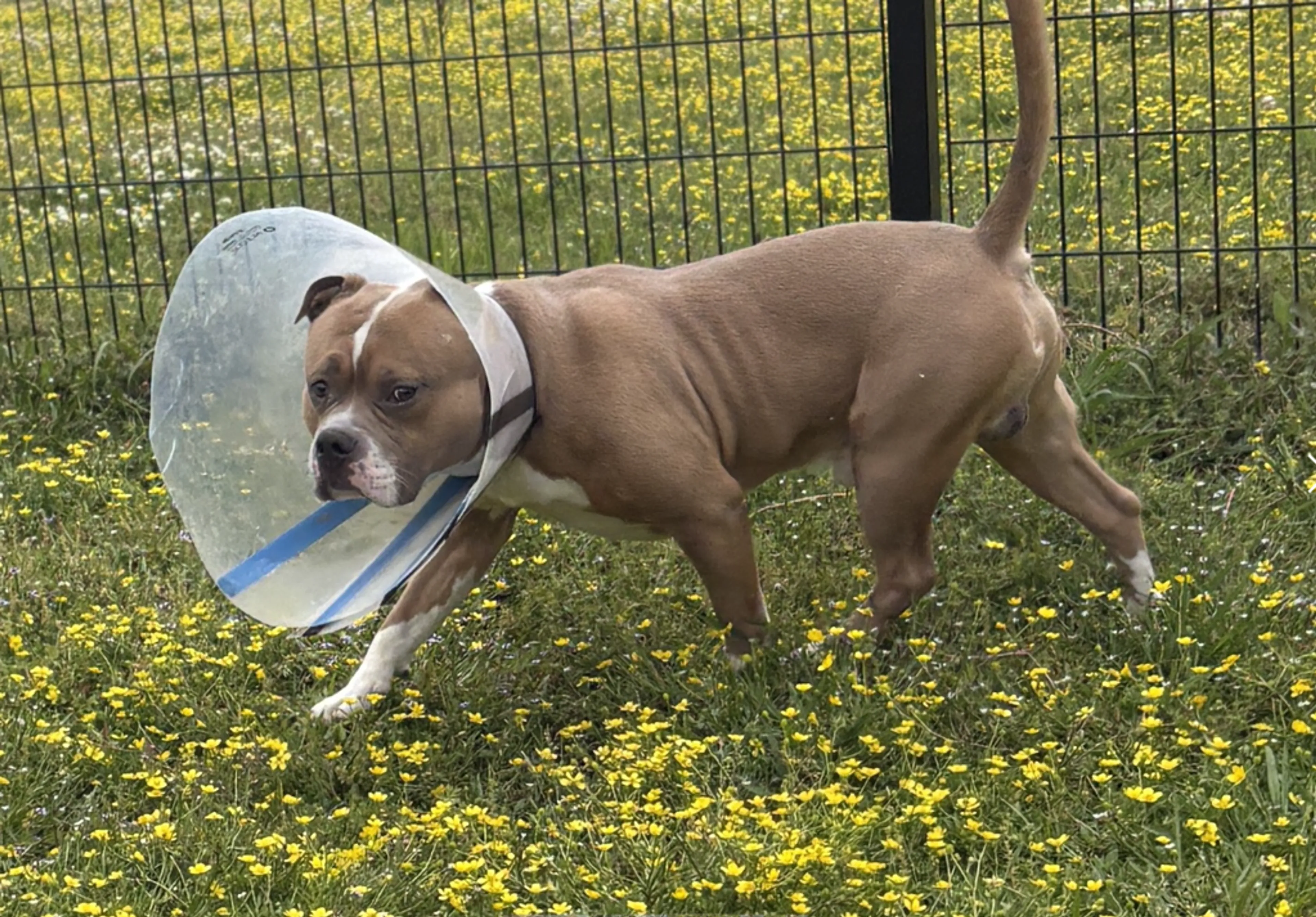 Found pet-3