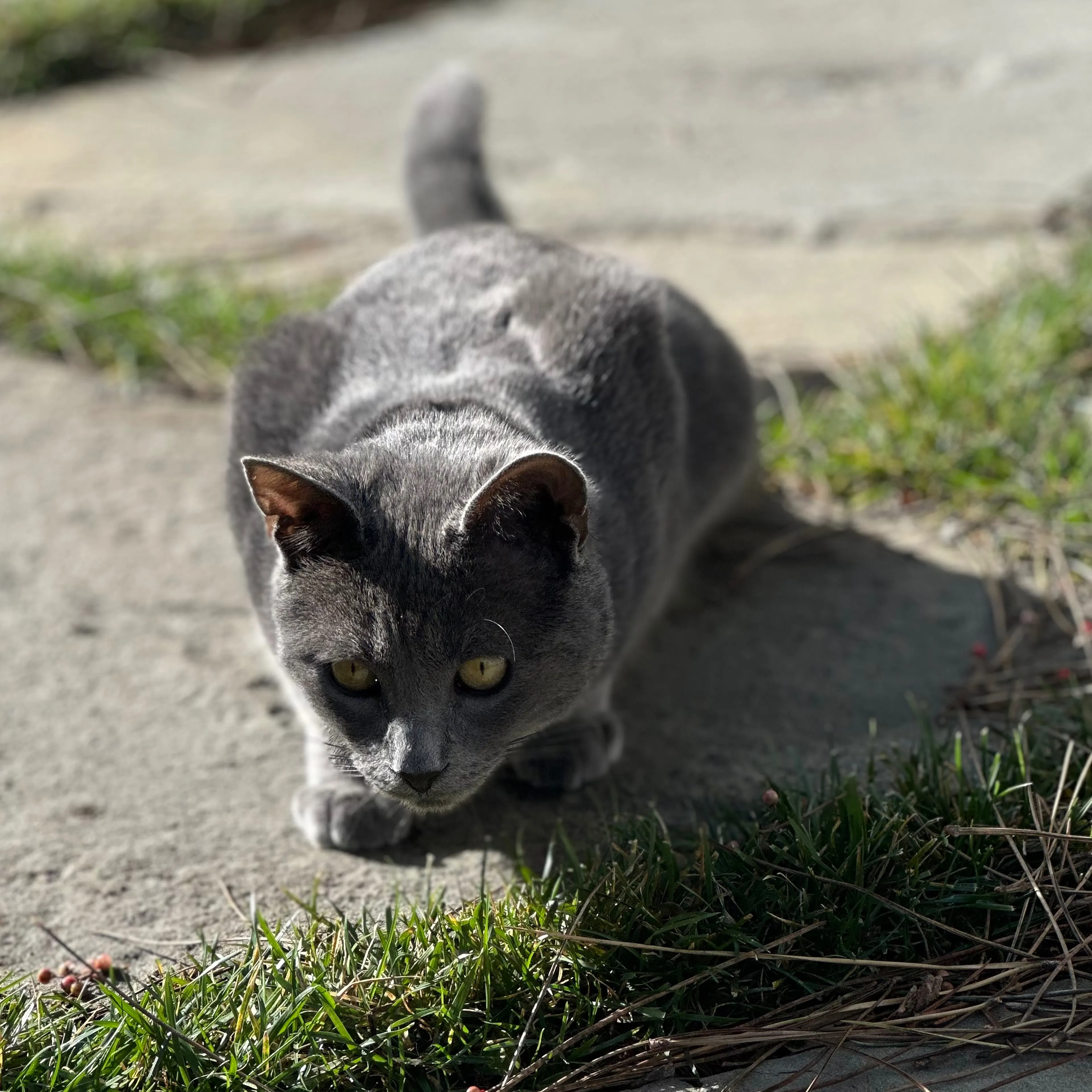 Lost pet-1