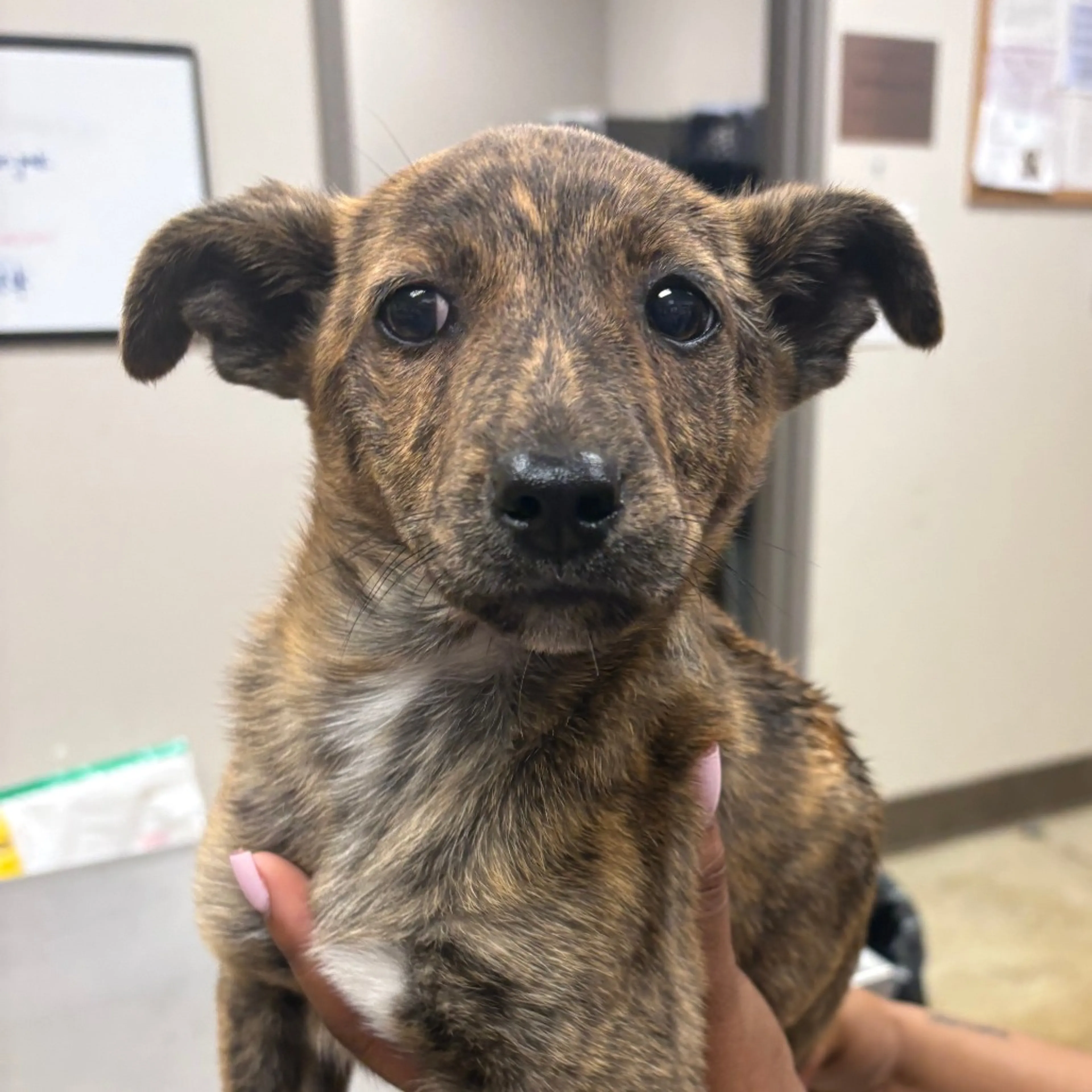 Found pet