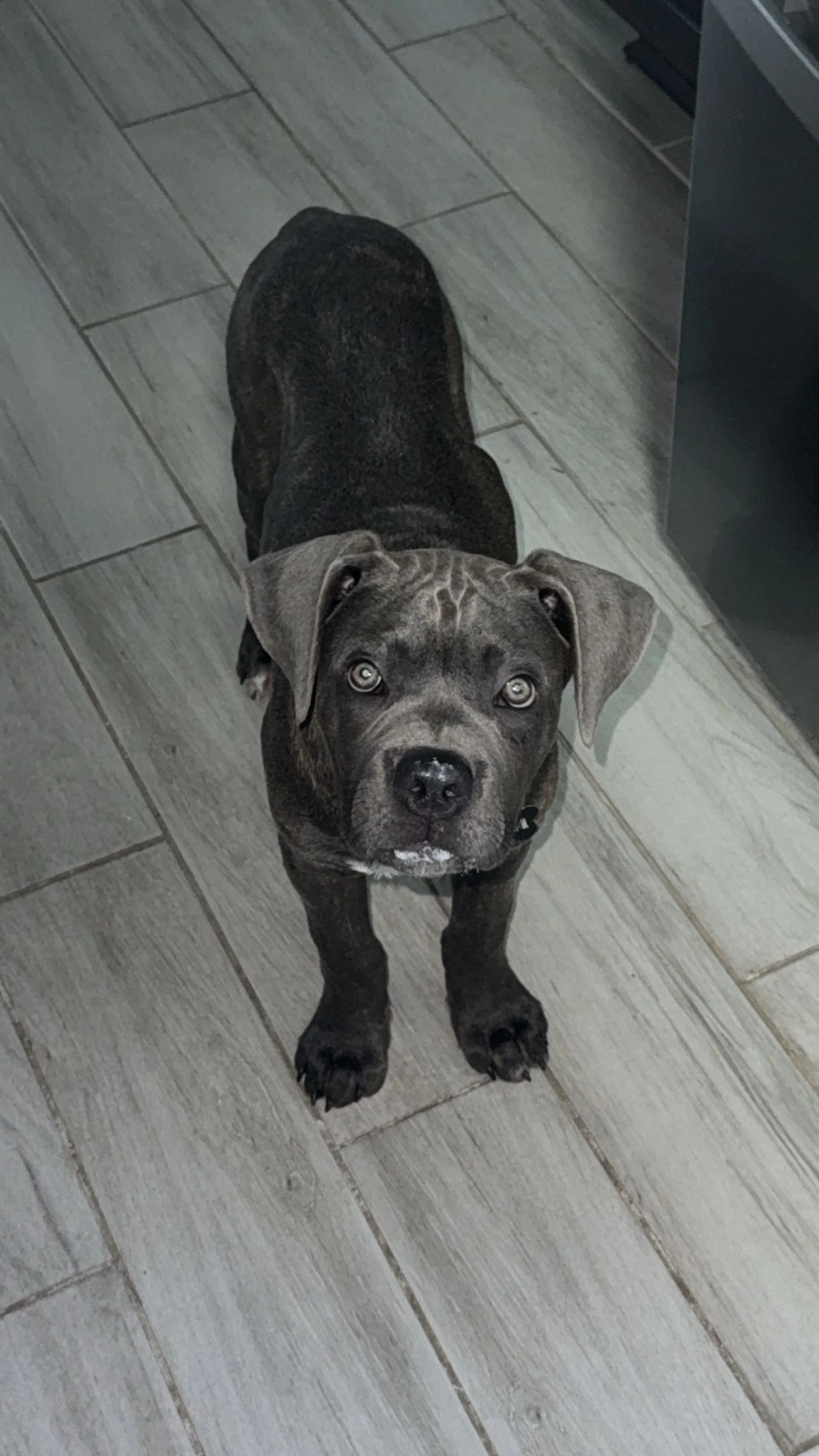 Lost pet-3