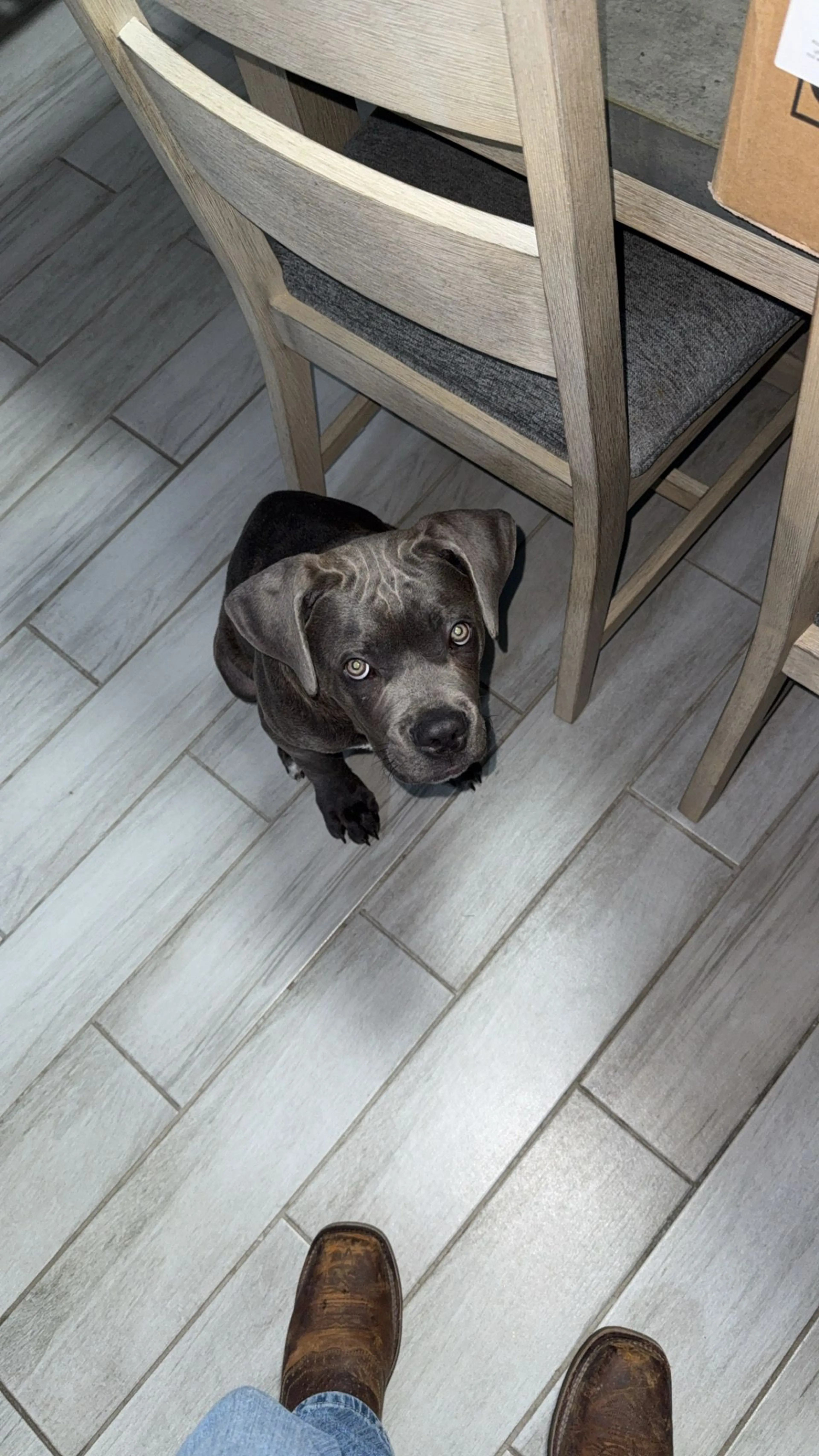 Lost pet-0