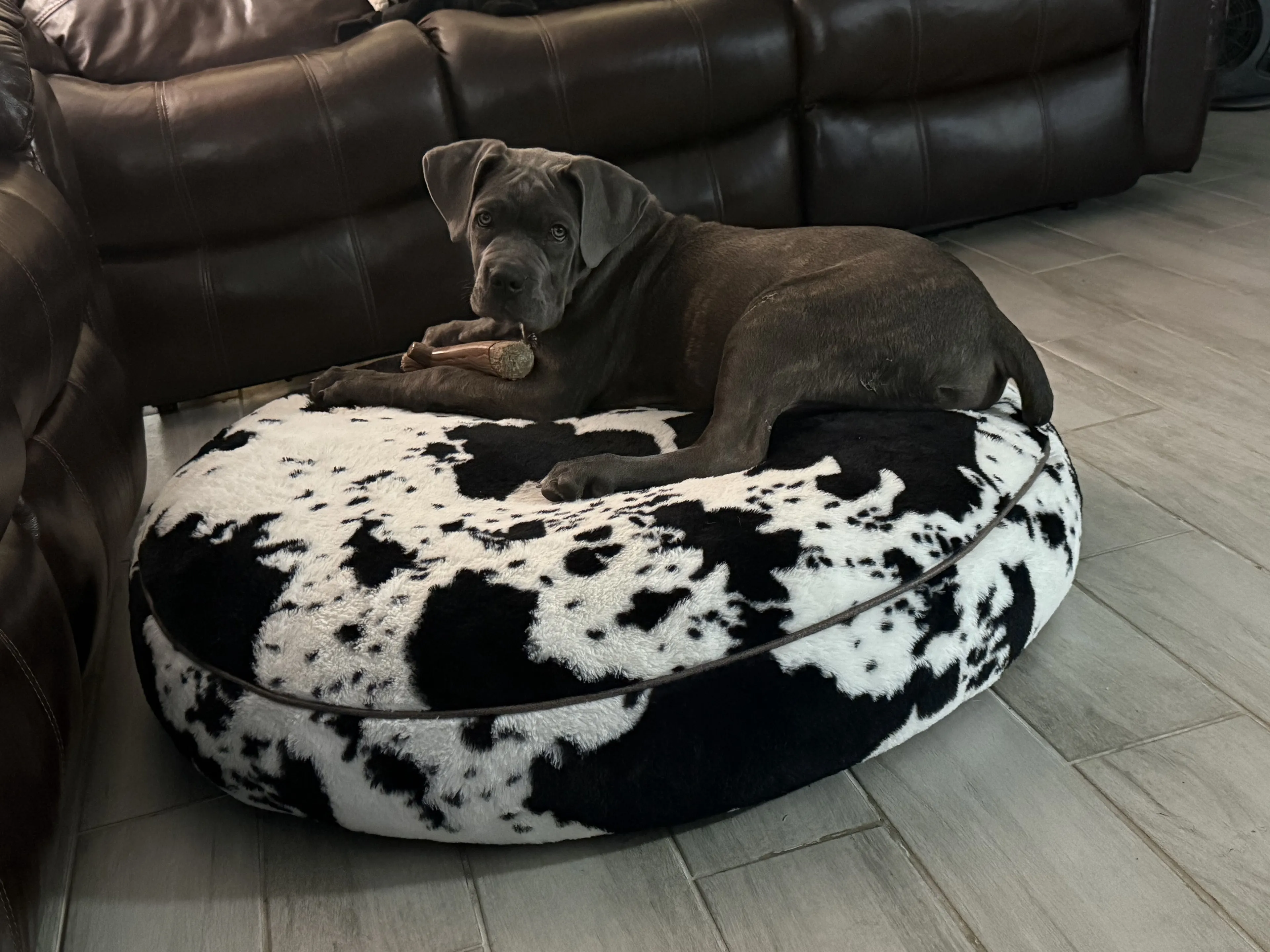 Lost pet-2