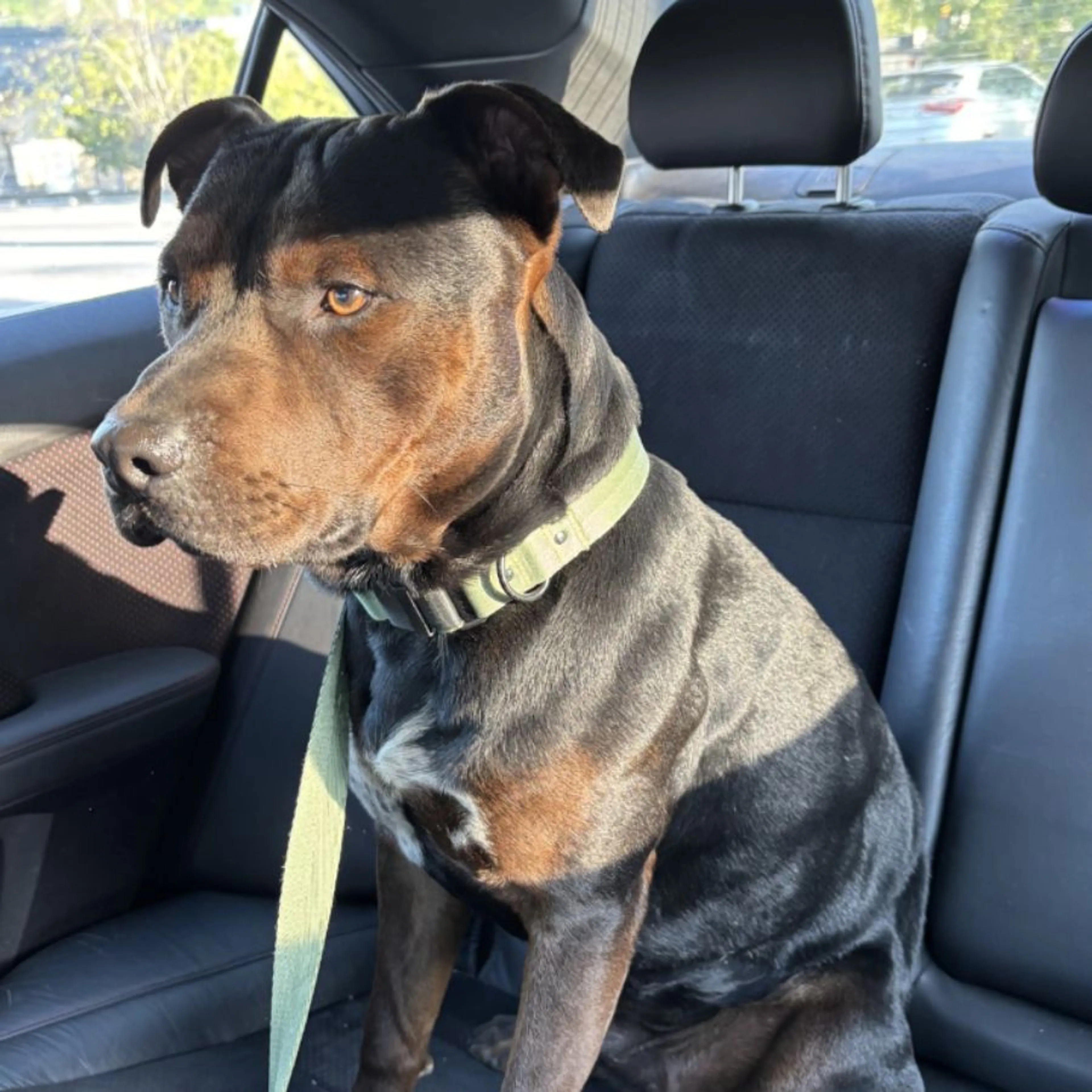 Found pet