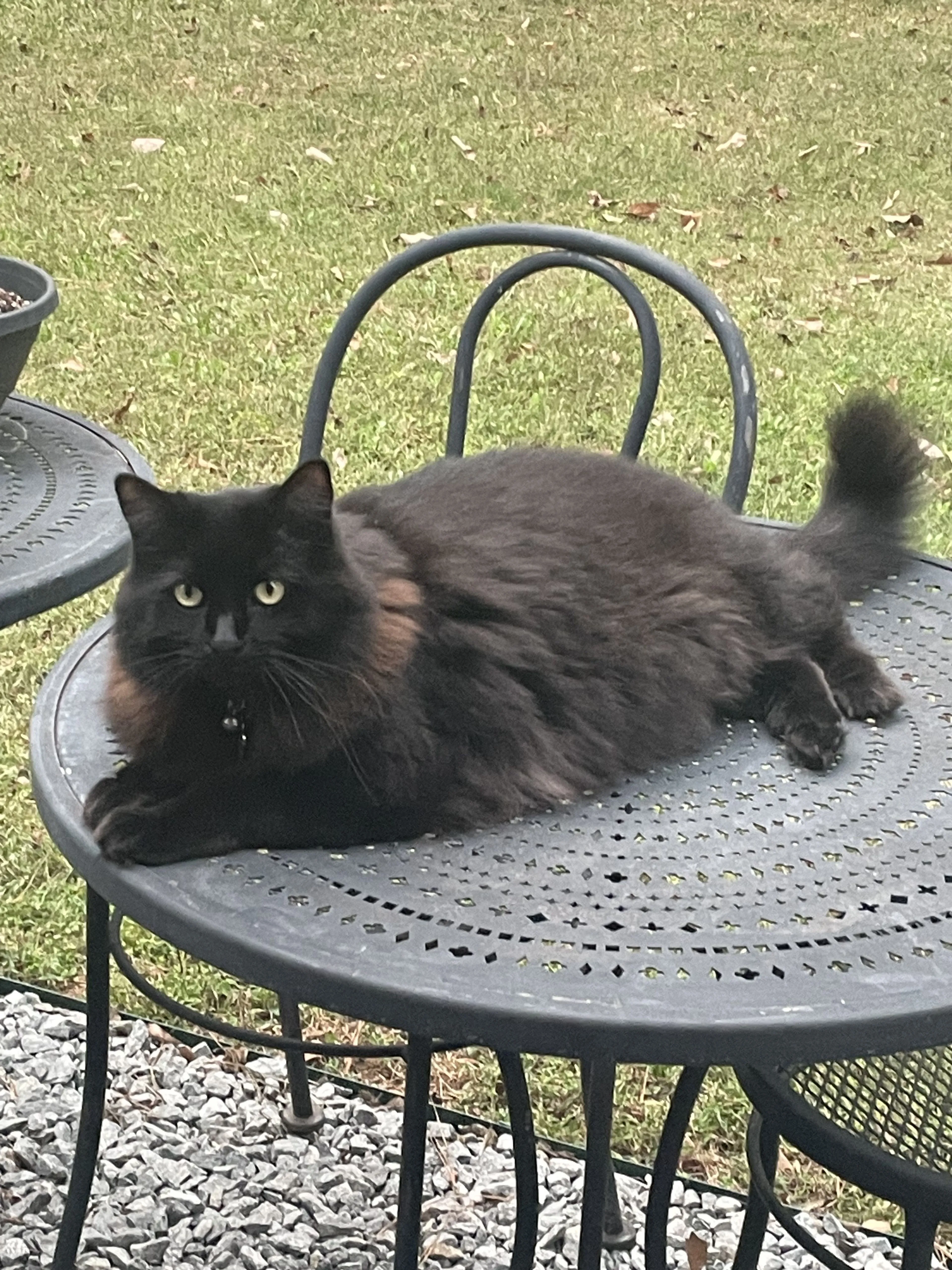 Lost pet-1