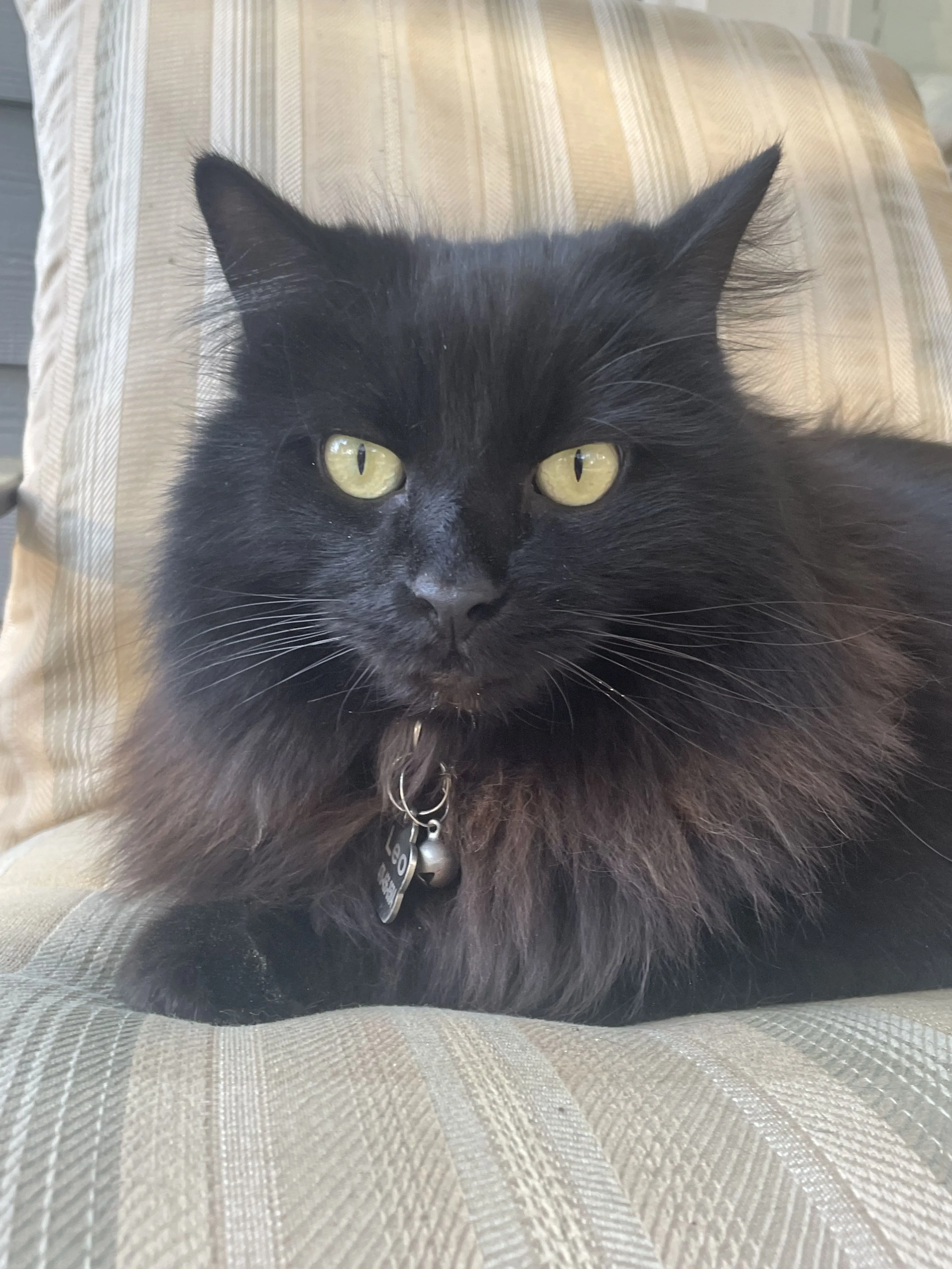 Lost pet-0