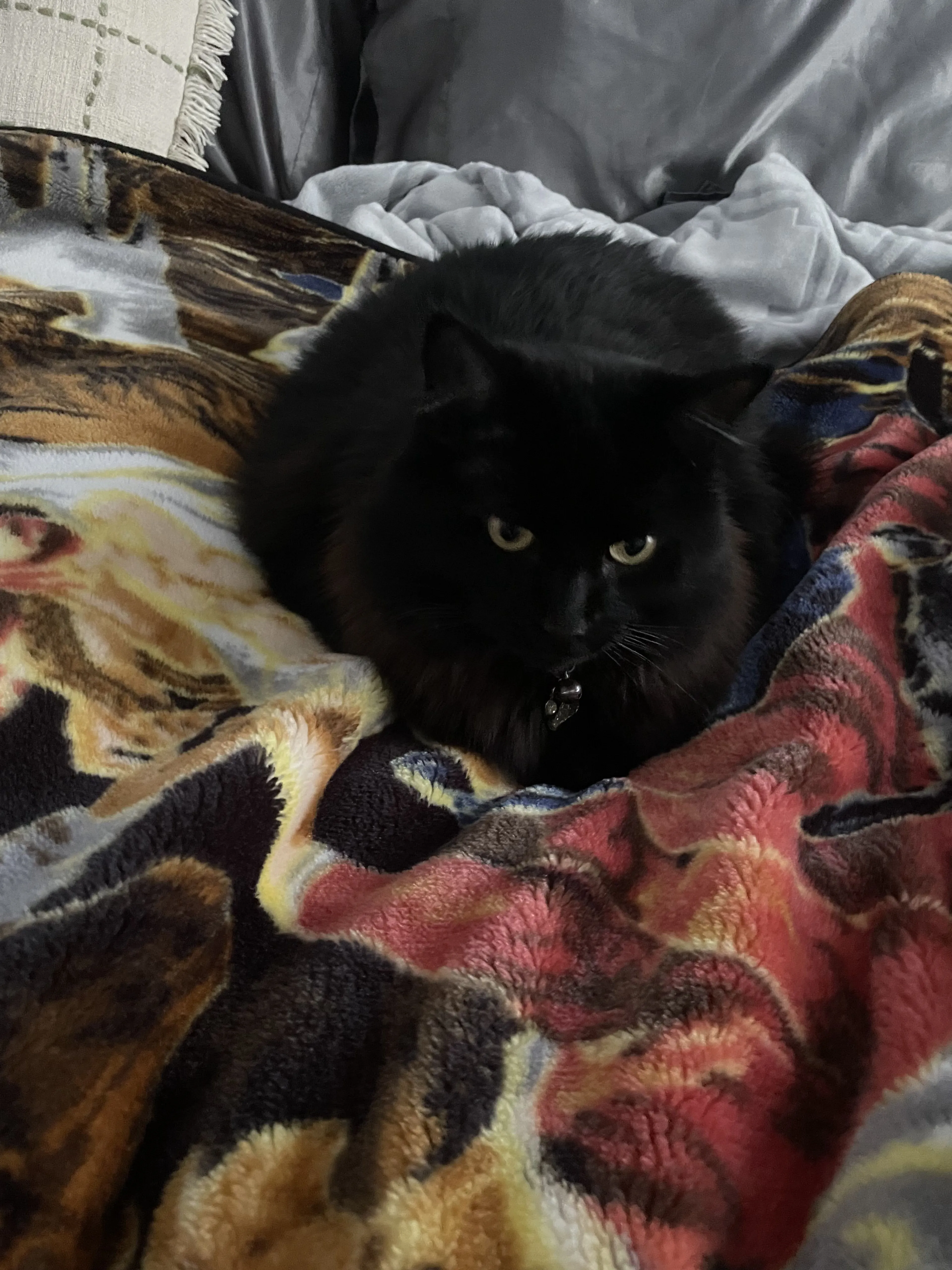 Lost pet-2