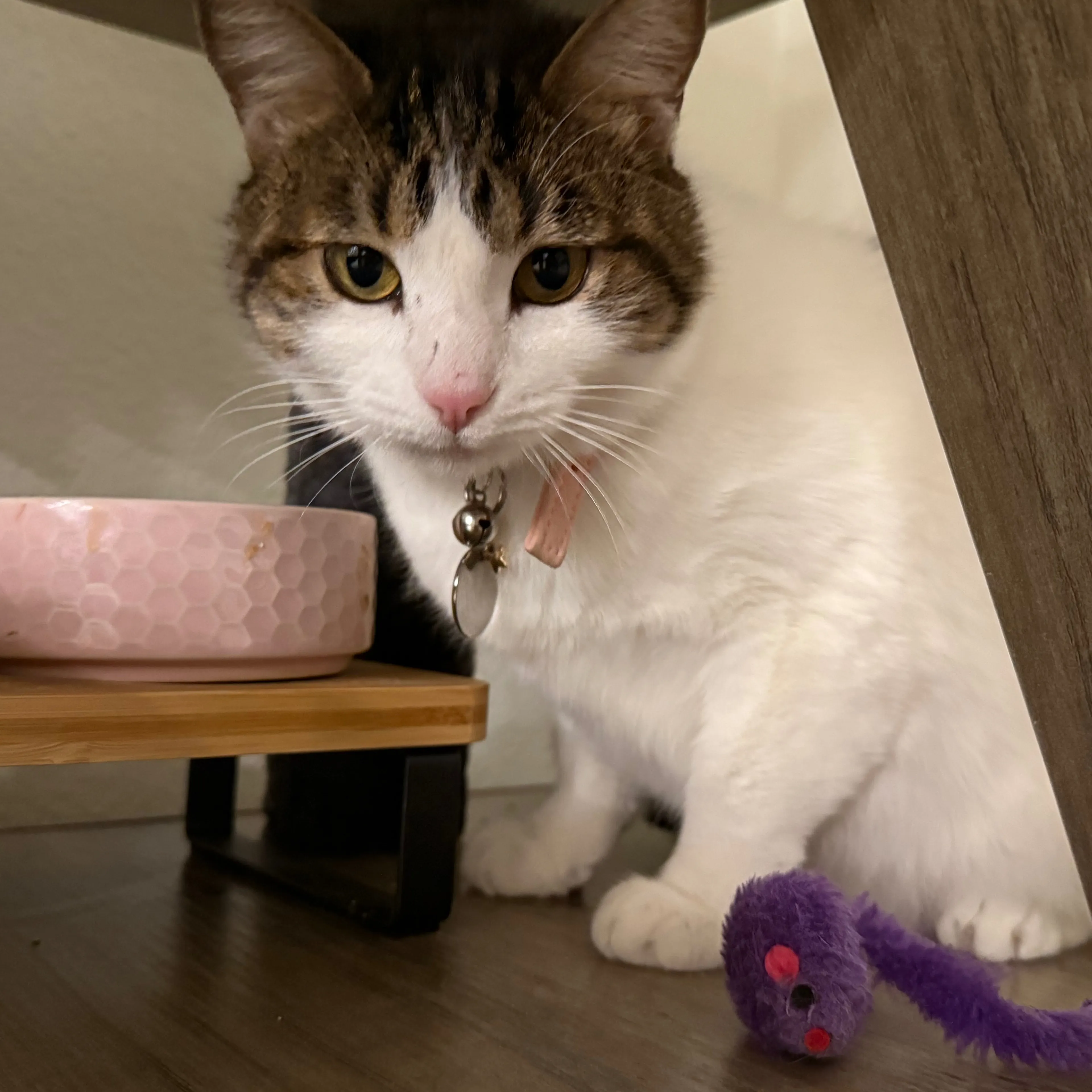 Lost pet-1