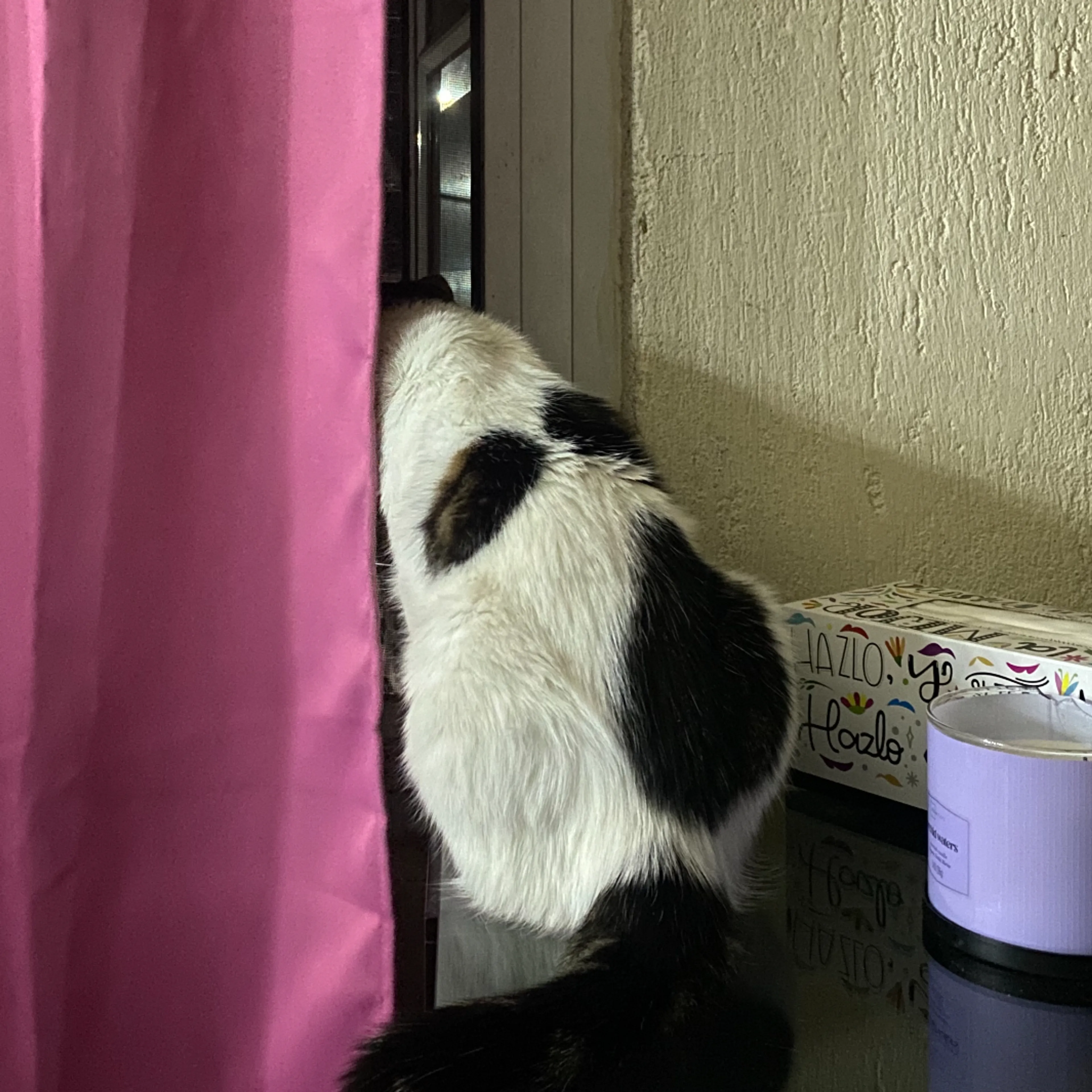 Lost pet-2