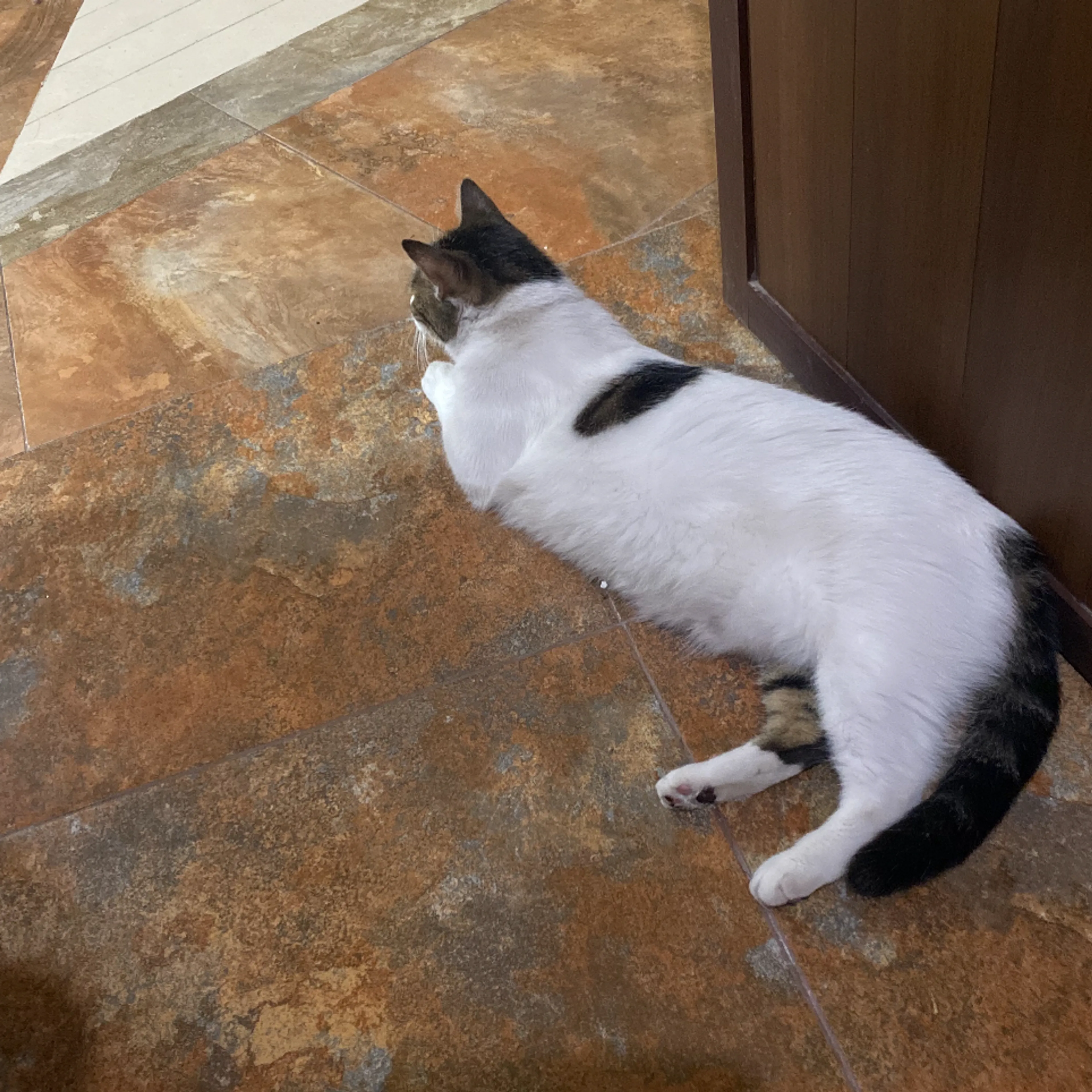 Lost pet-3