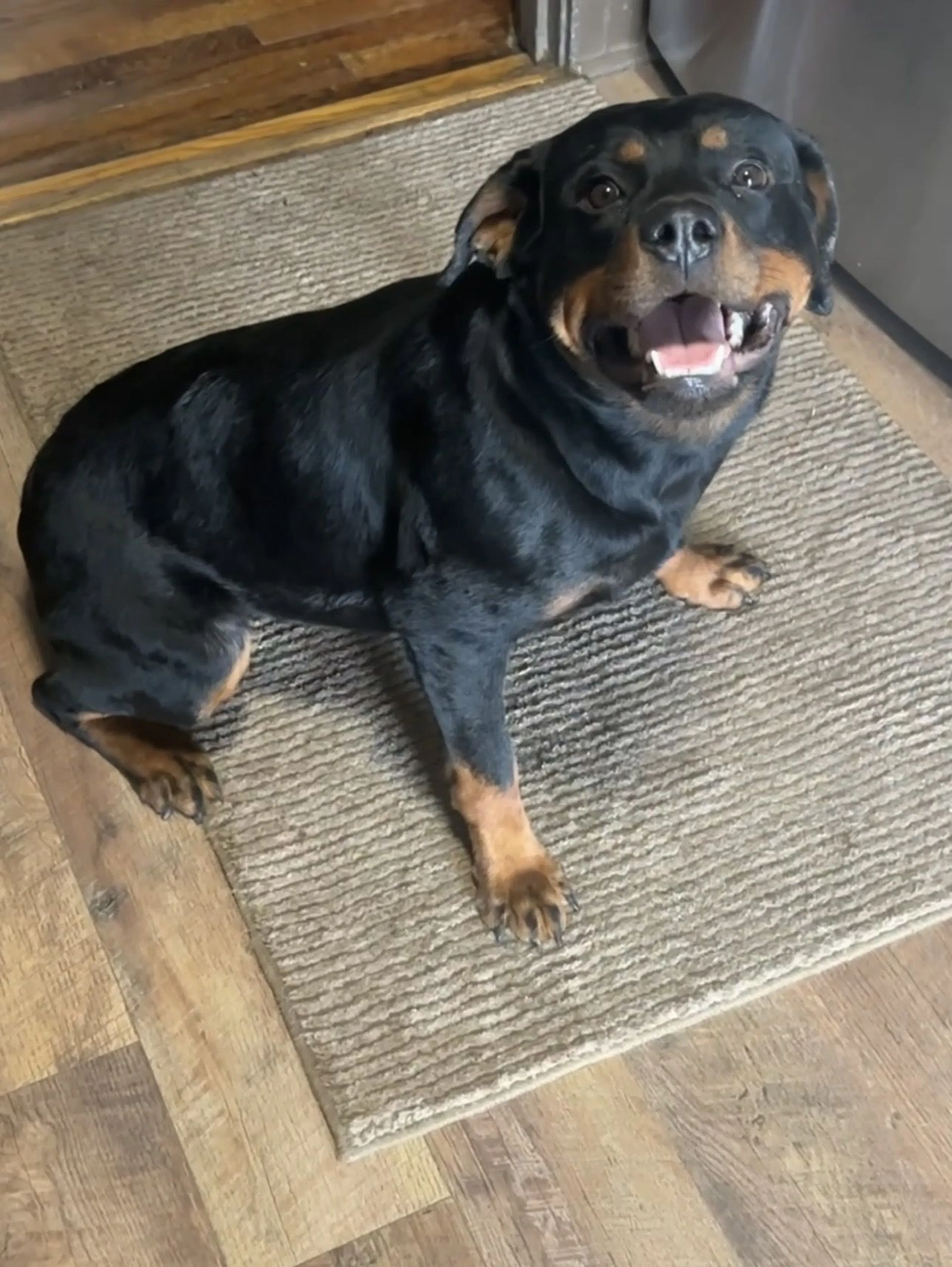 Lost pet