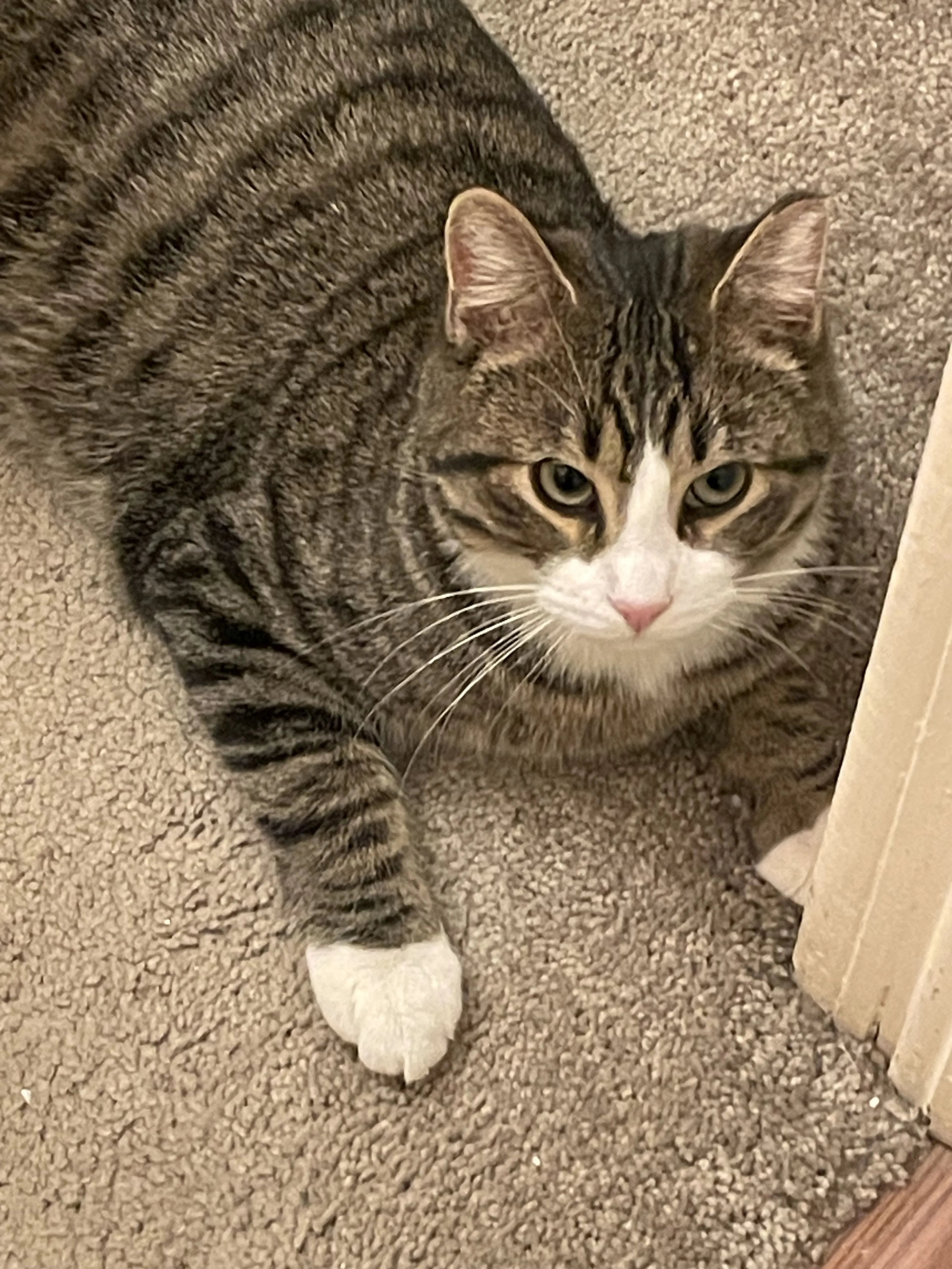 Lost pet-1