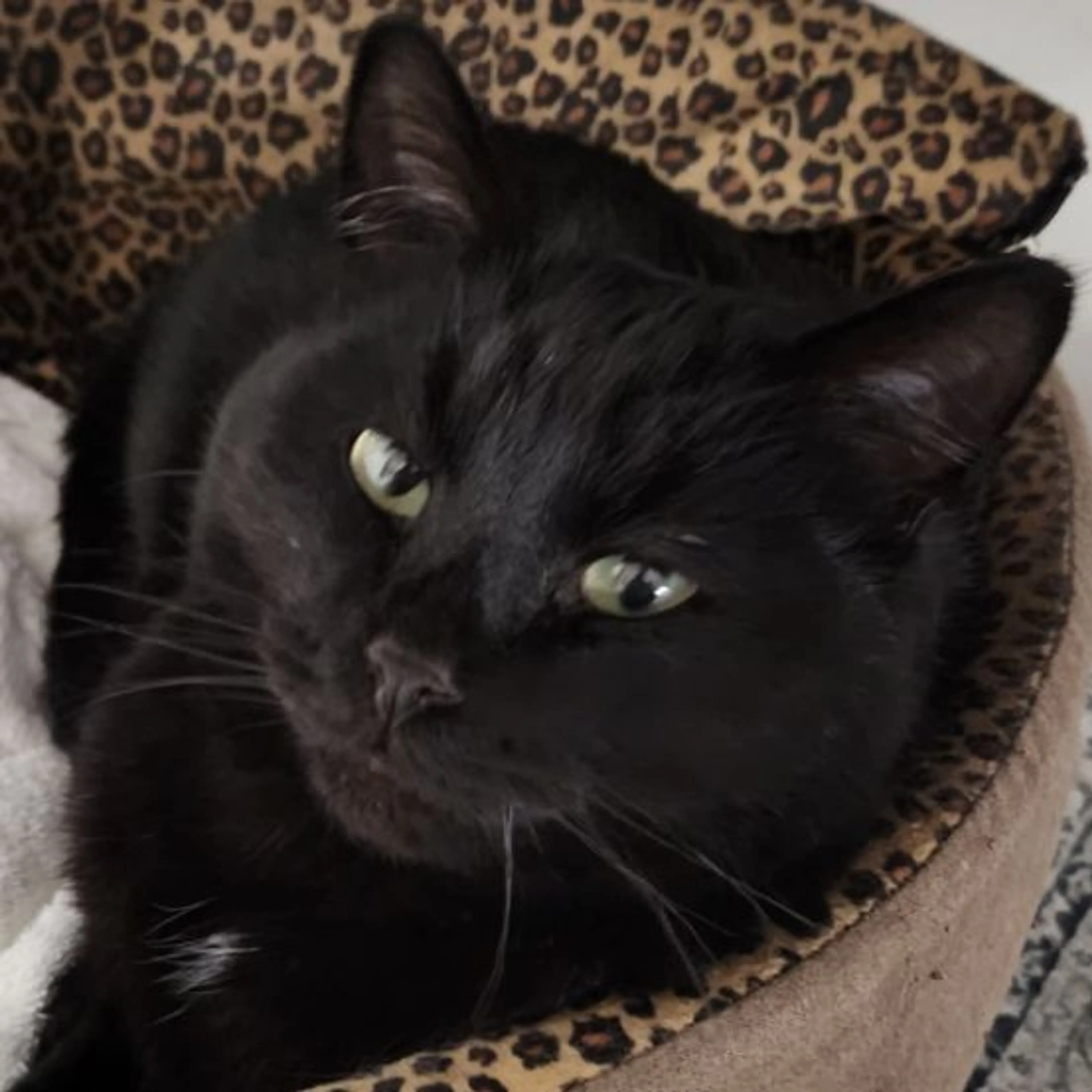 Lost pet