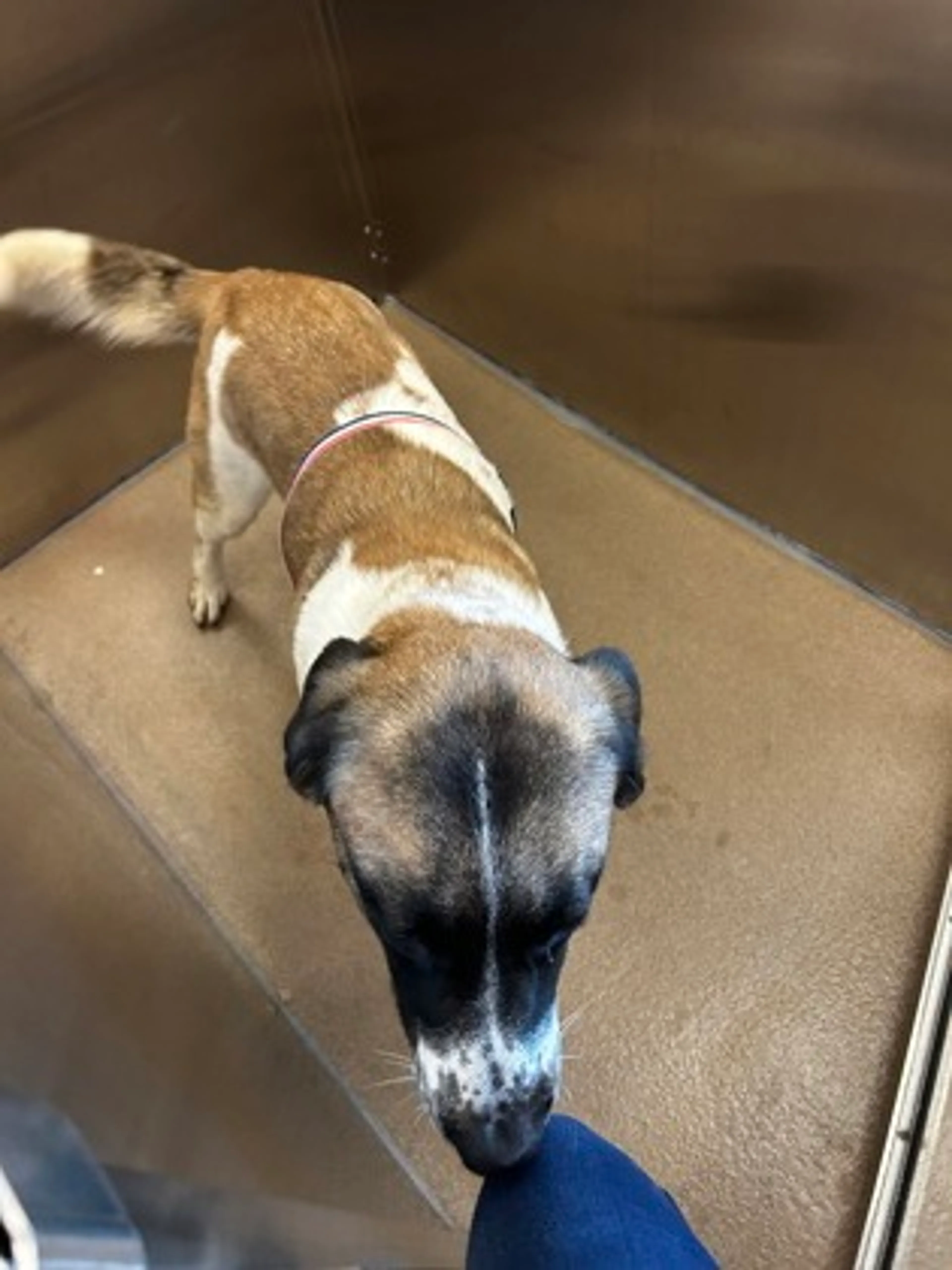 Found pet-1