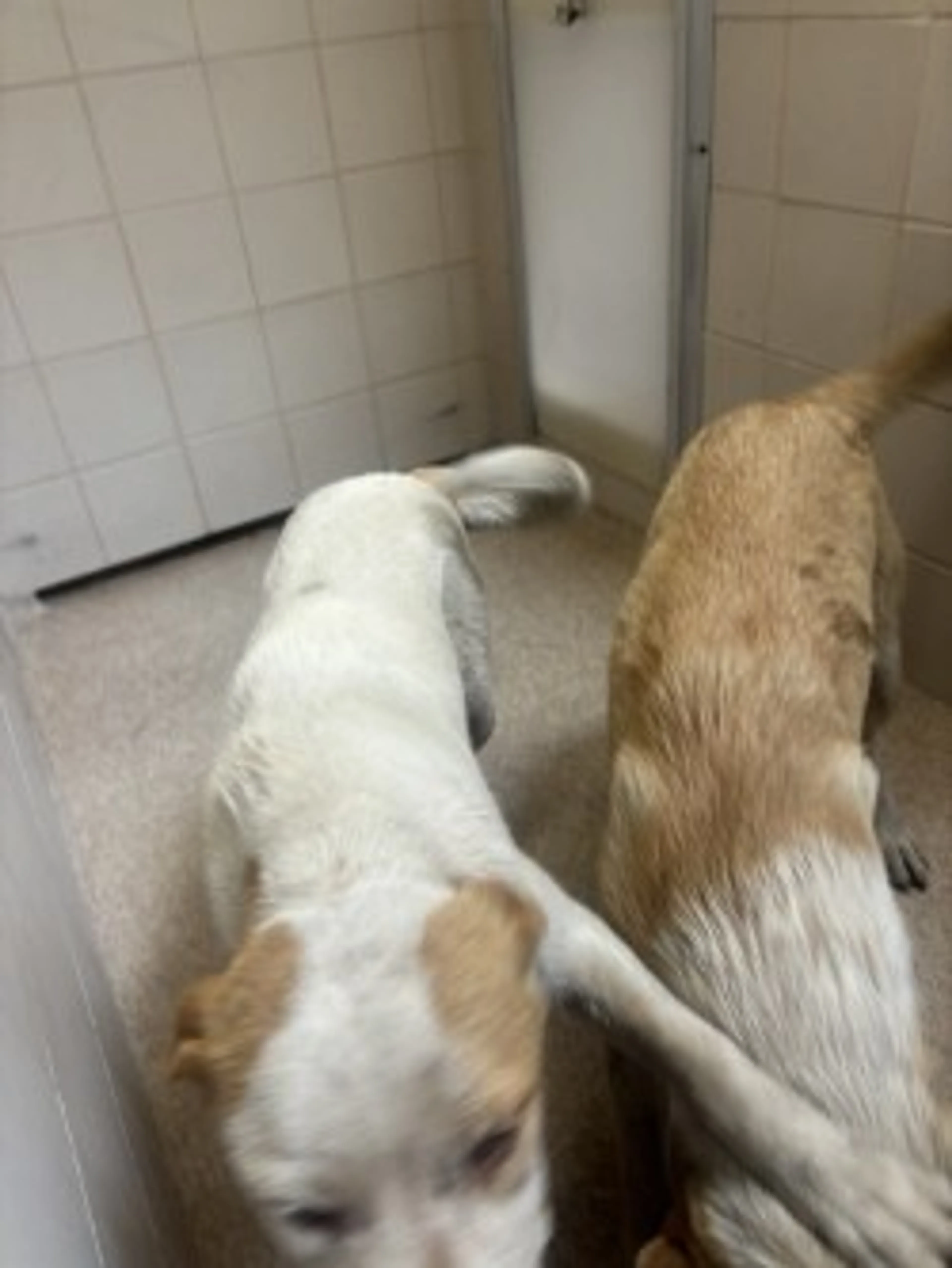 Found pet-2