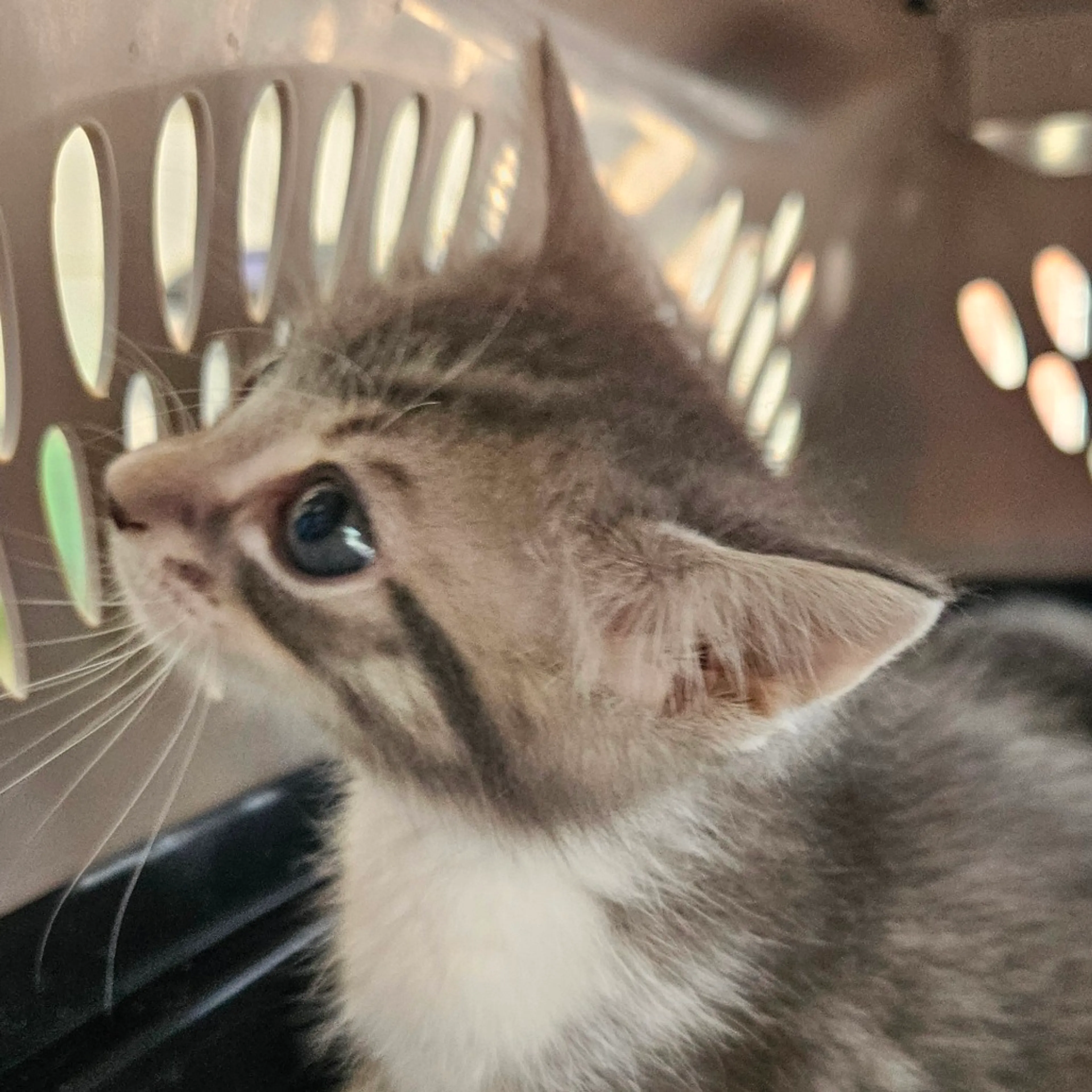 Found pet-0