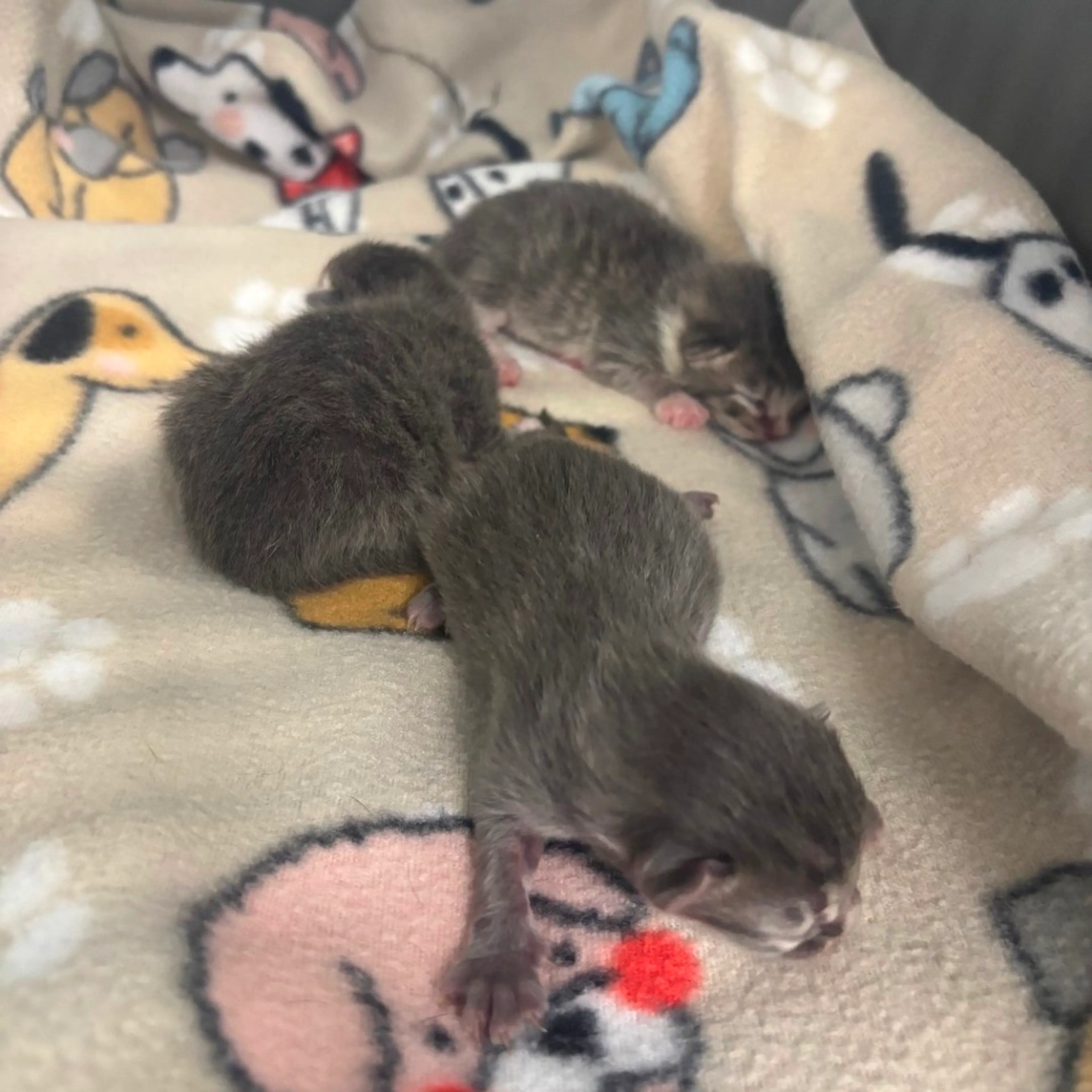 Found pet-1