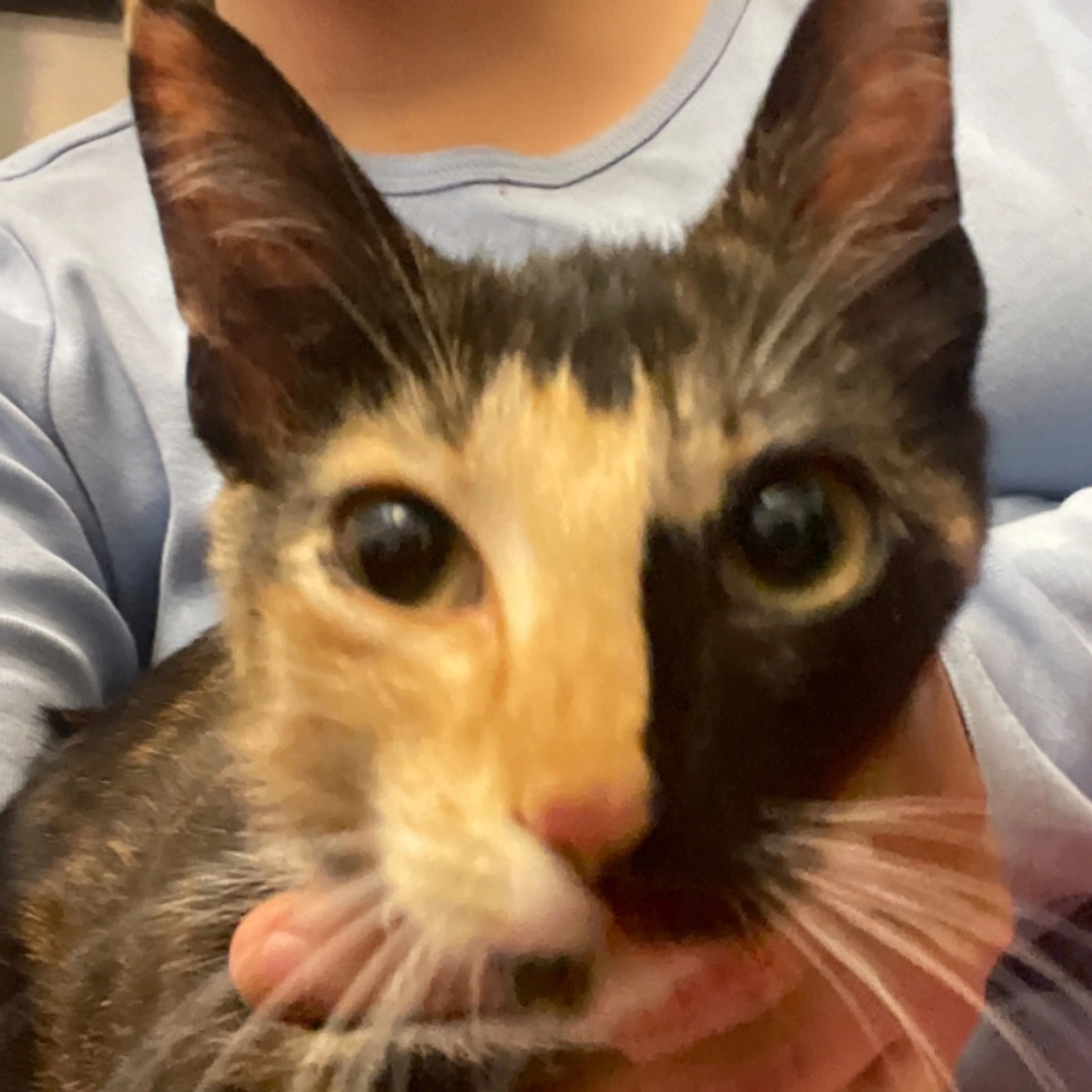 Found pet-0