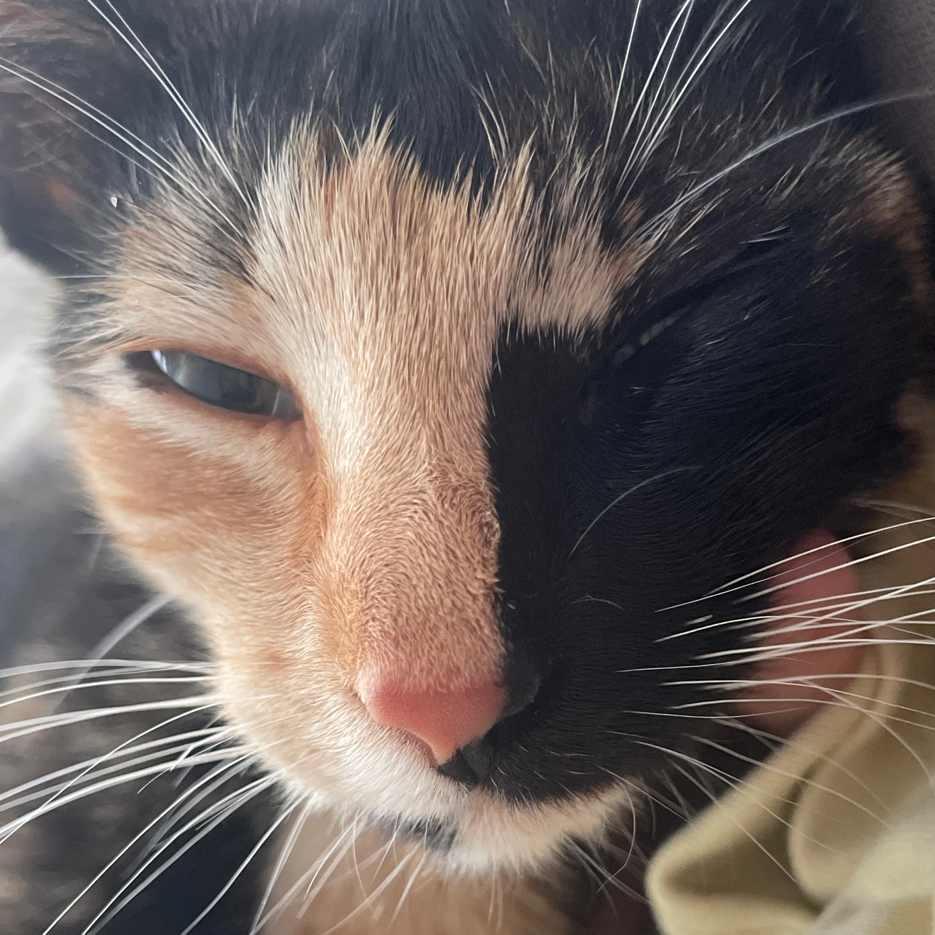 Found pet-2