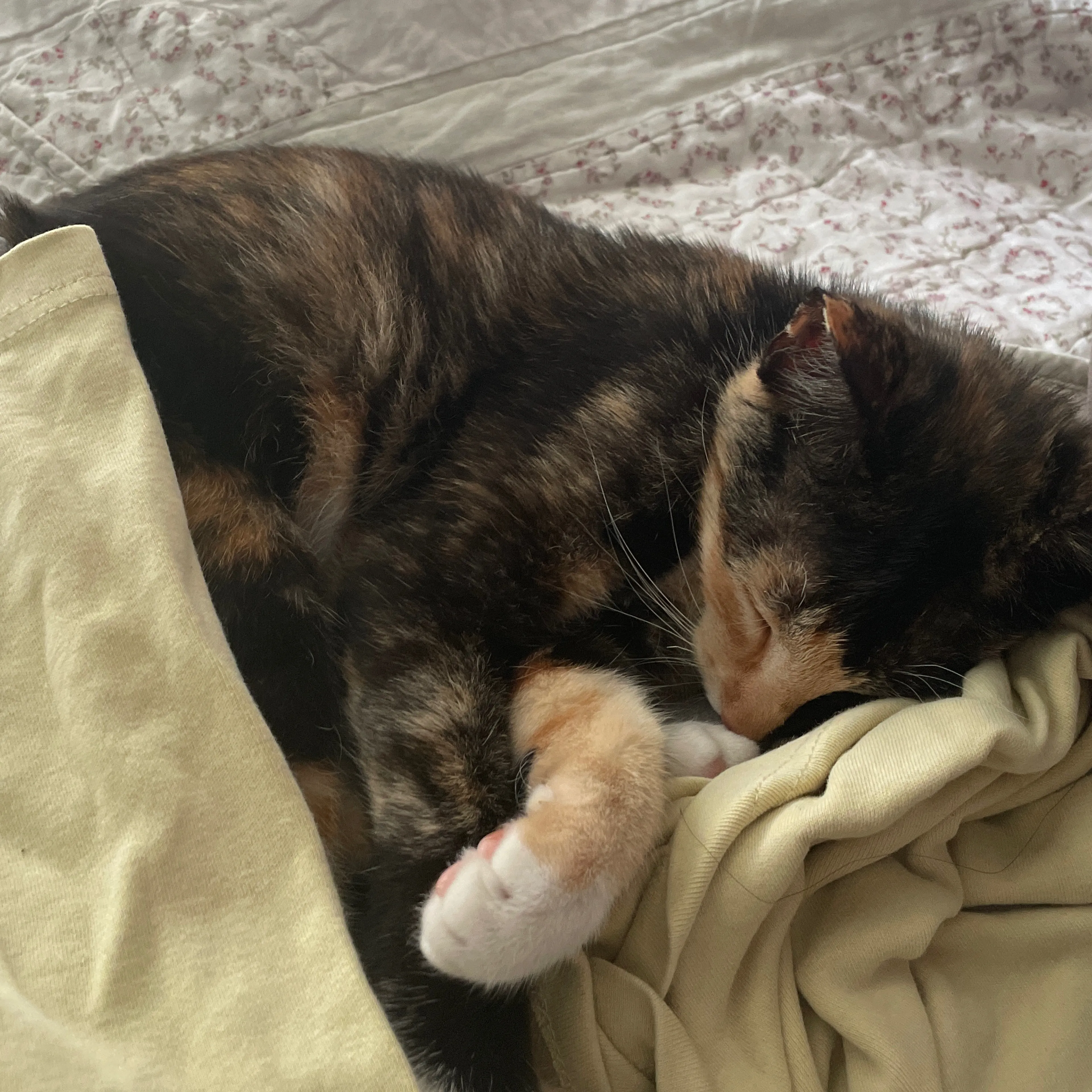 Found pet-1