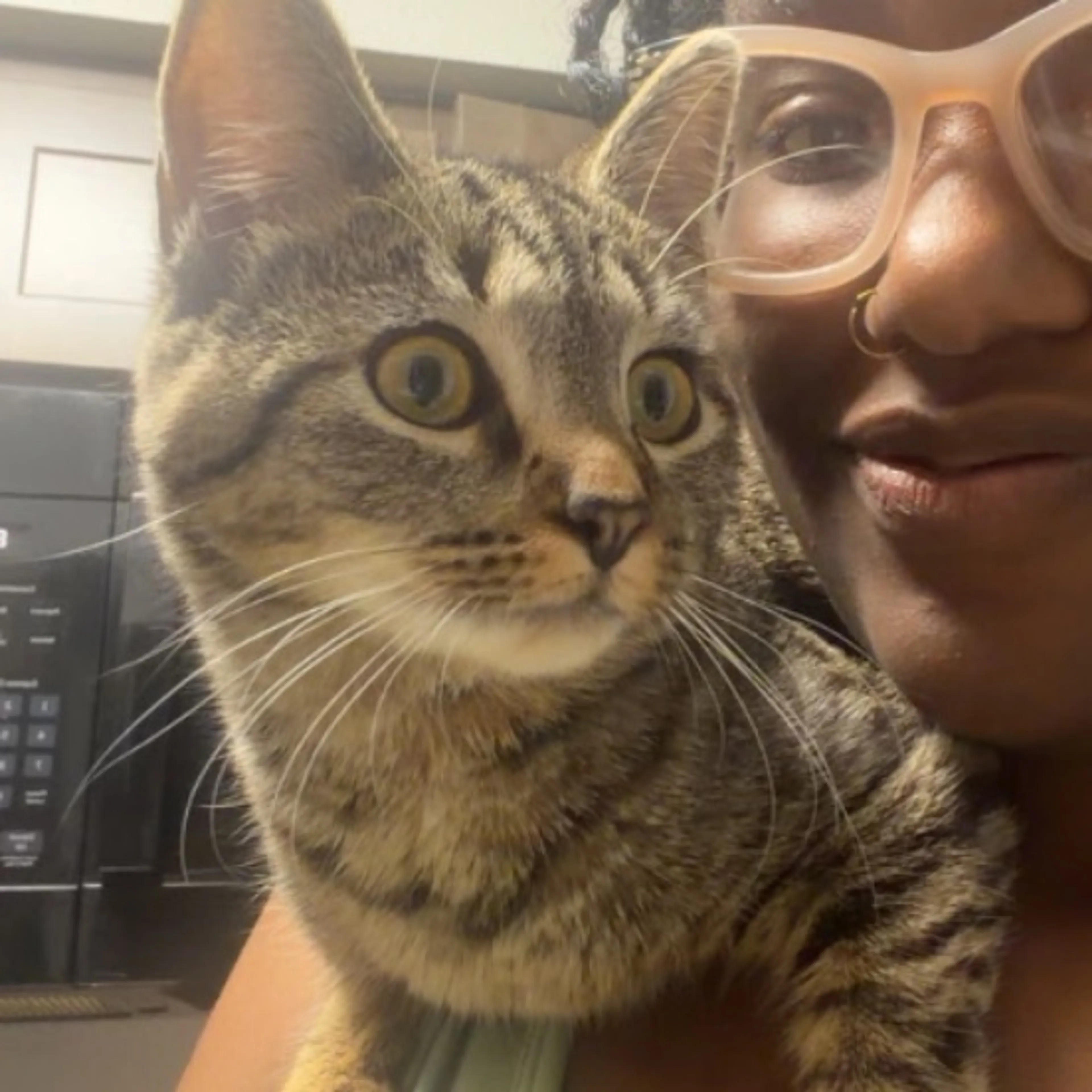 Lost pet