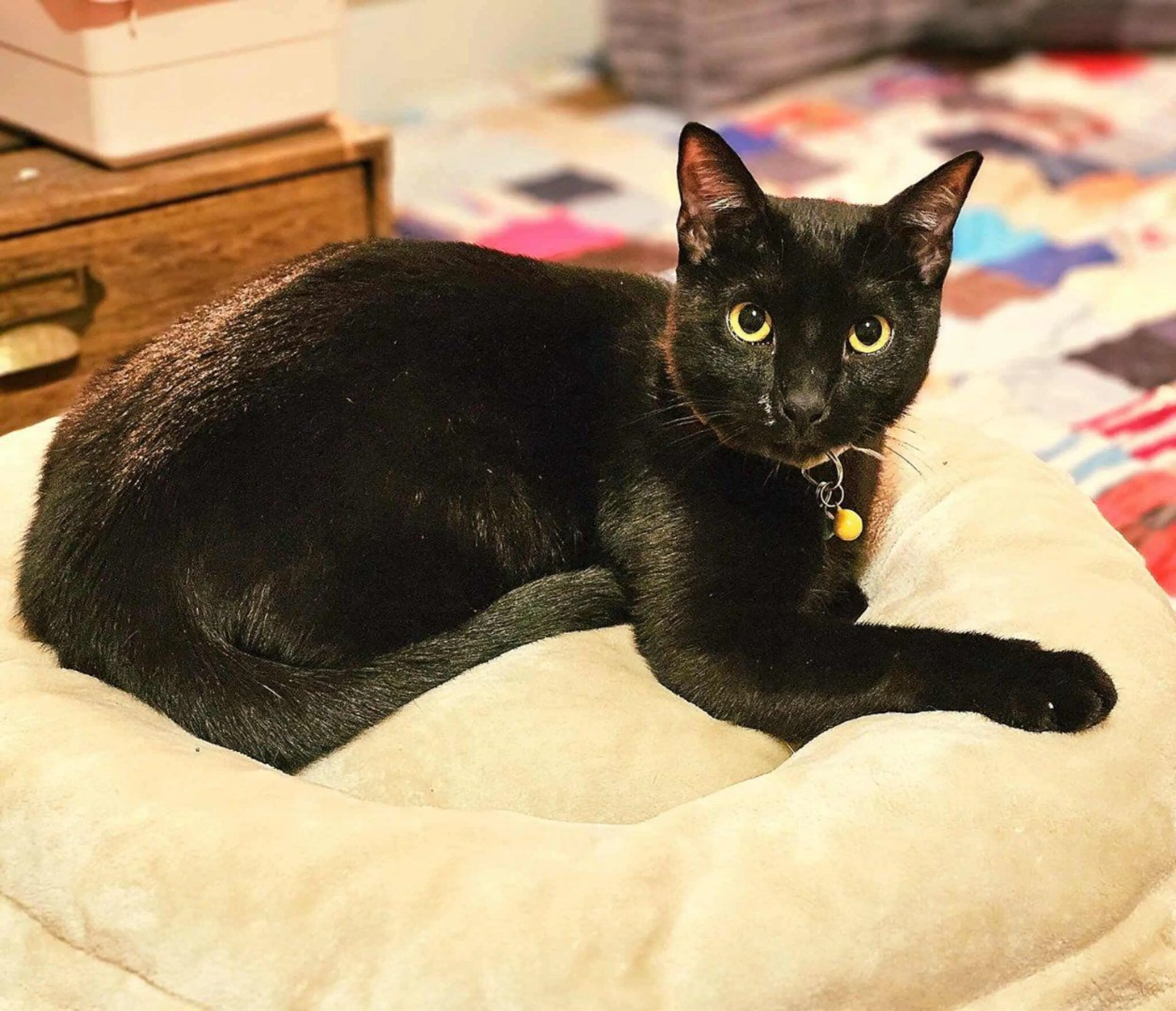 Lost pet