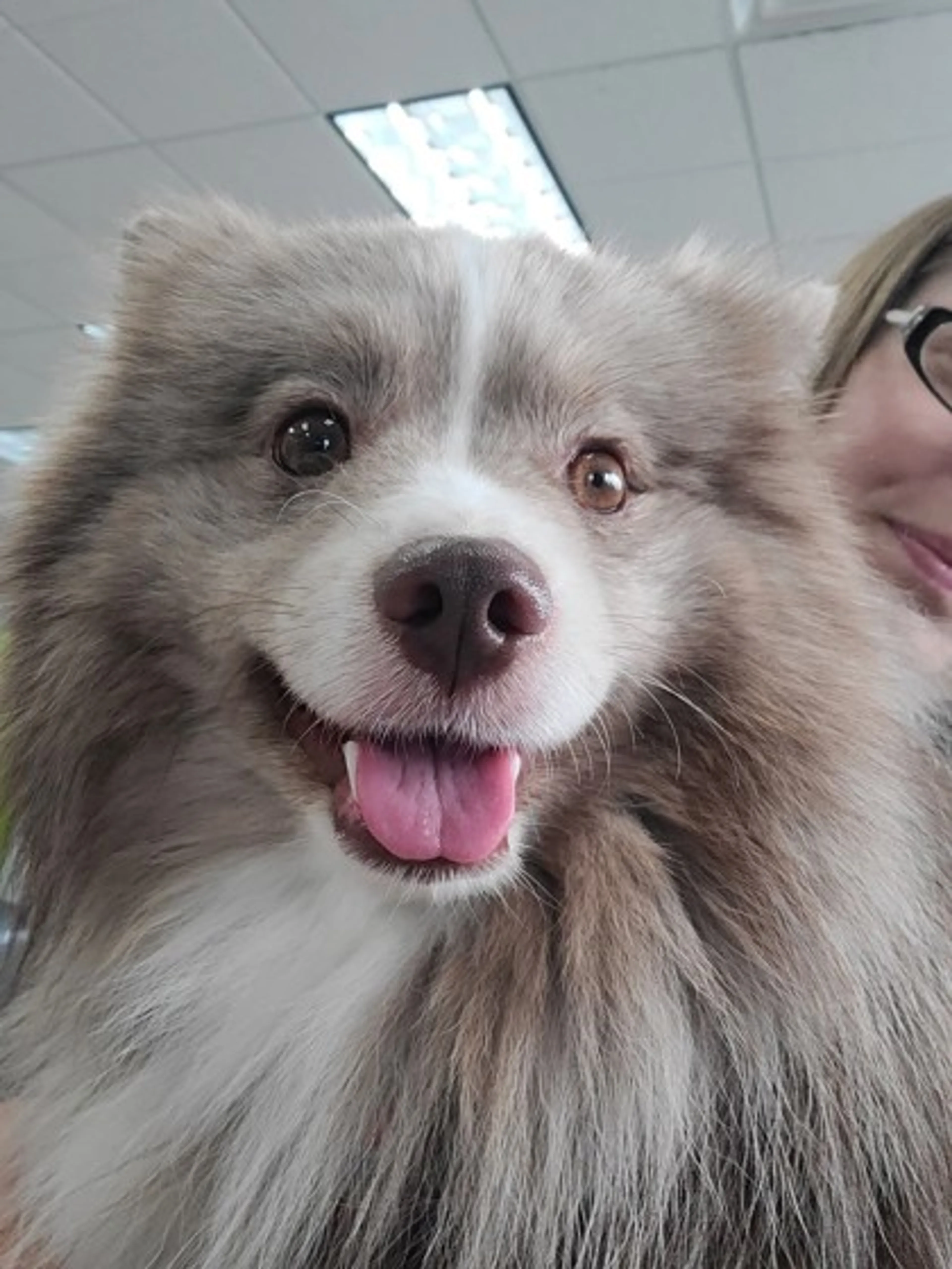Found pet