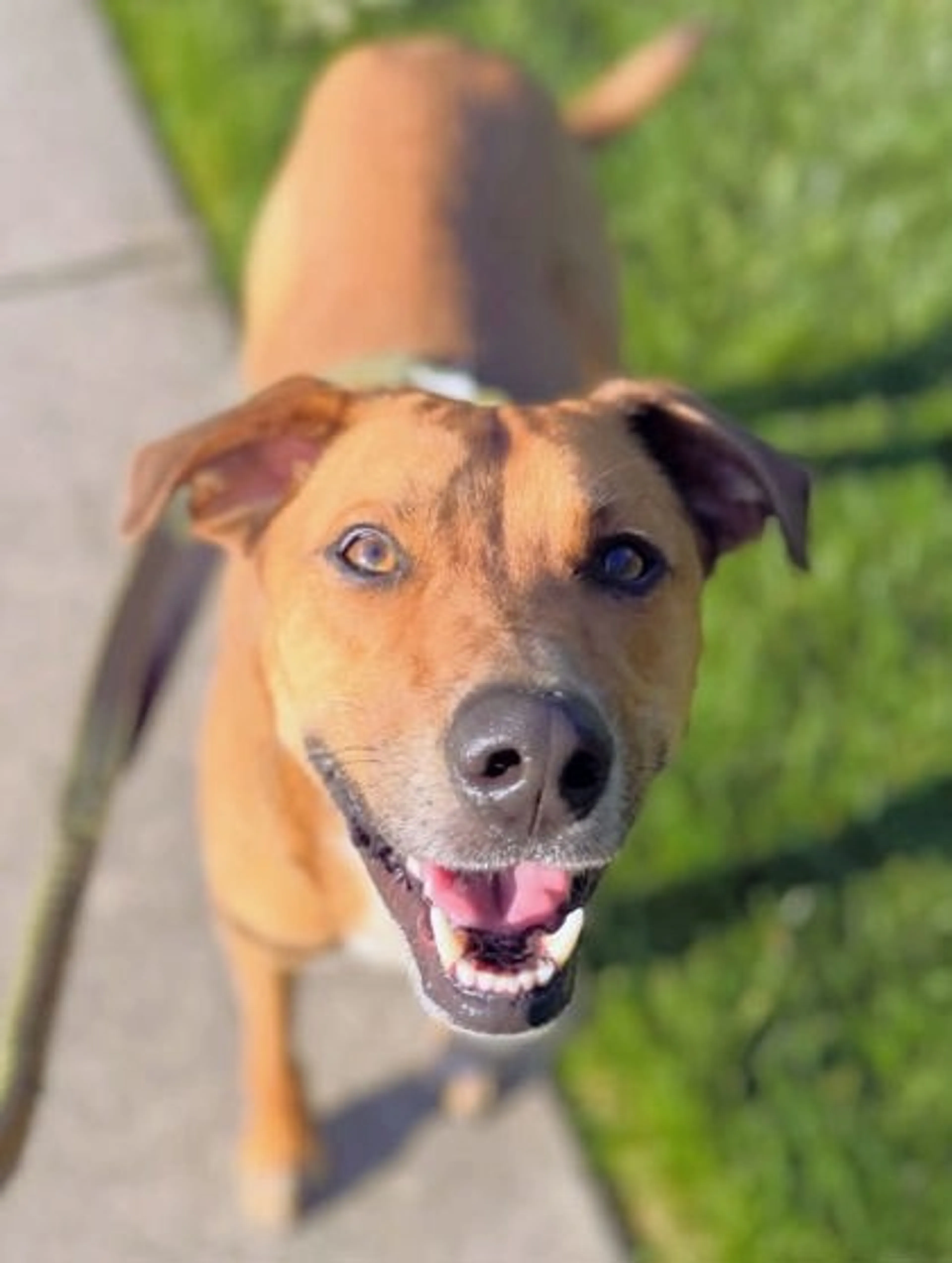 Found pet-1