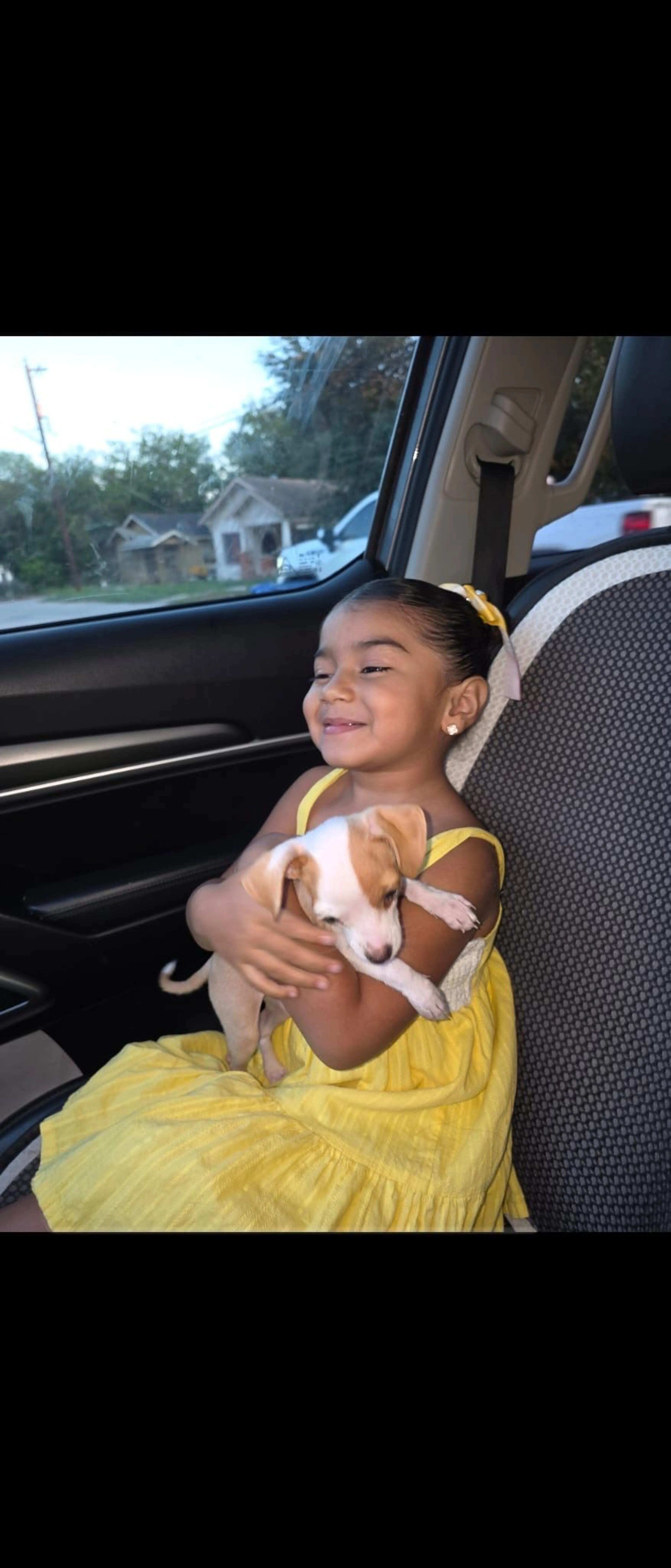 Lost pet-3