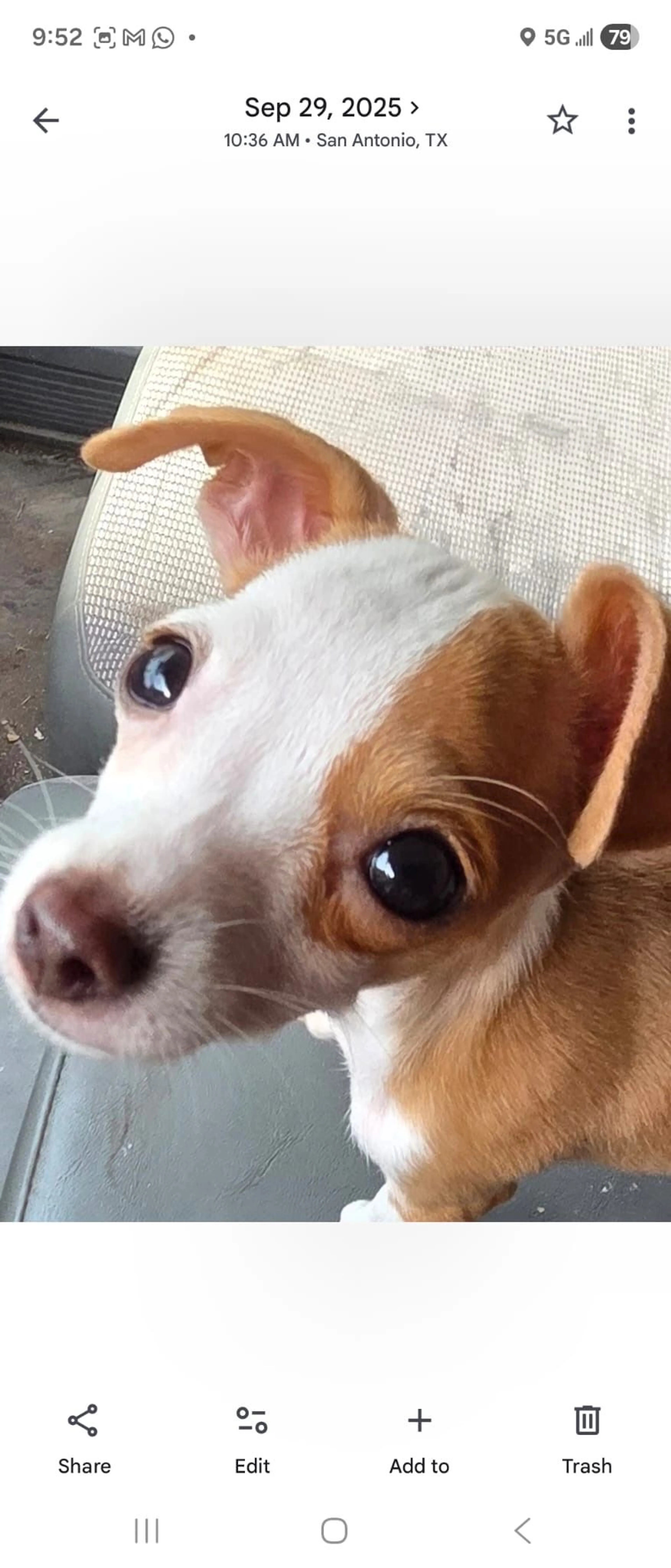 Lost pet-1