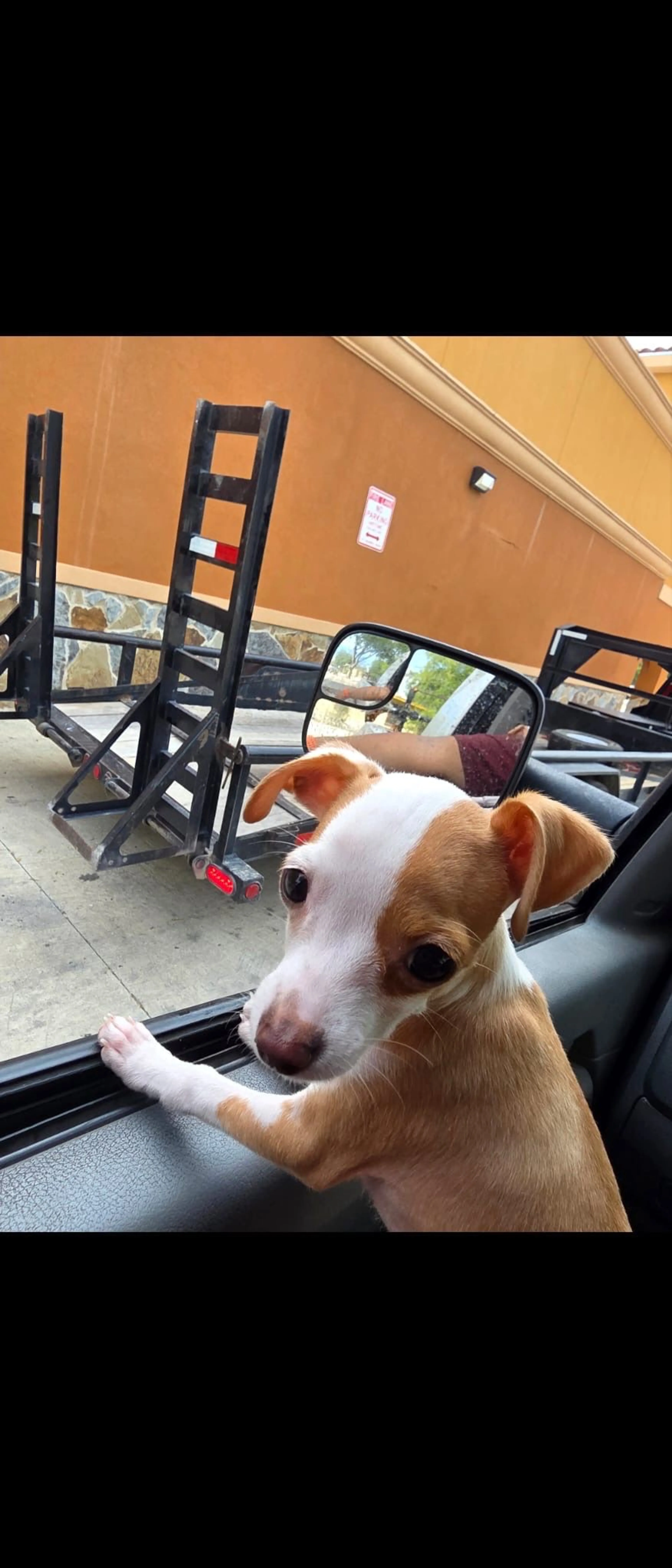 Lost pet-2