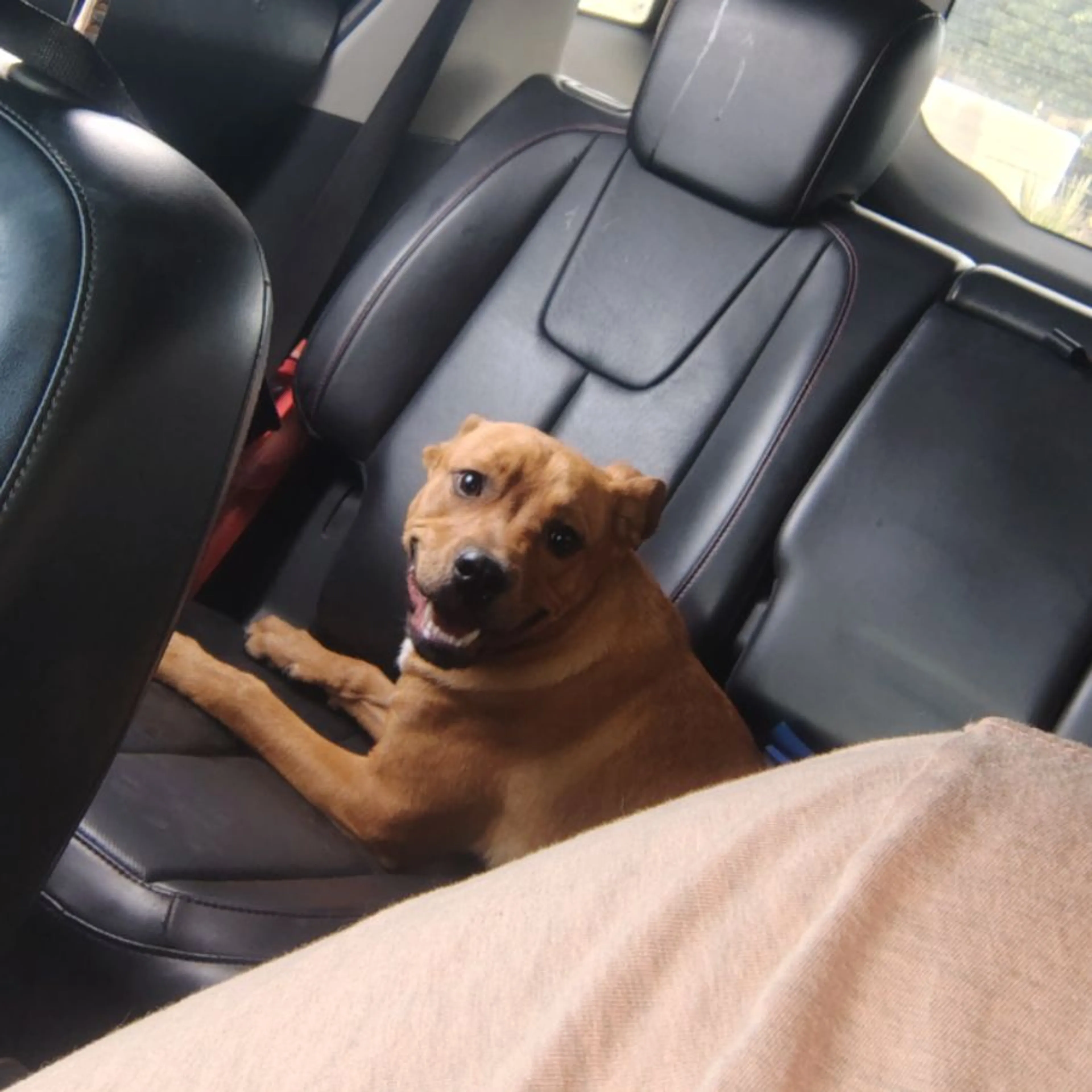 Found pet