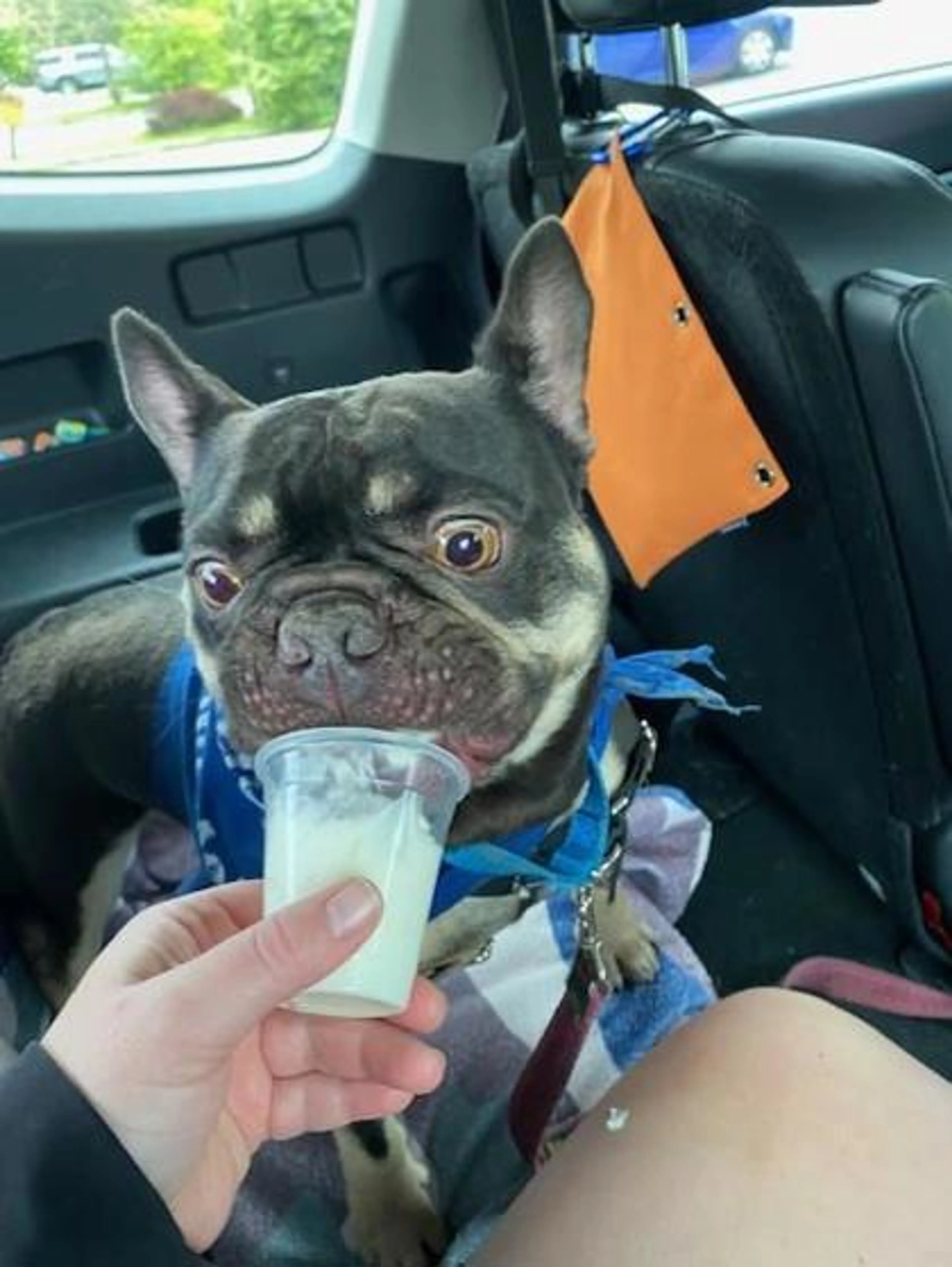 Found pet-1