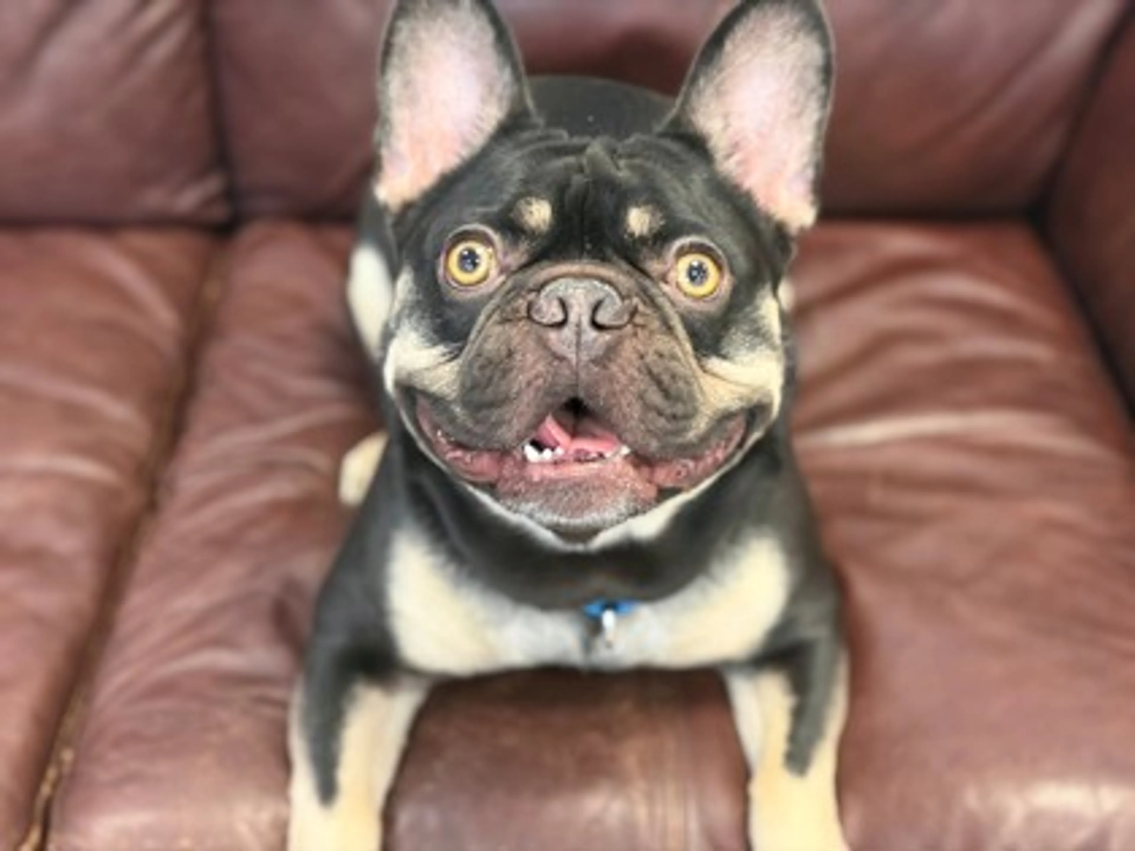 Found pet-1