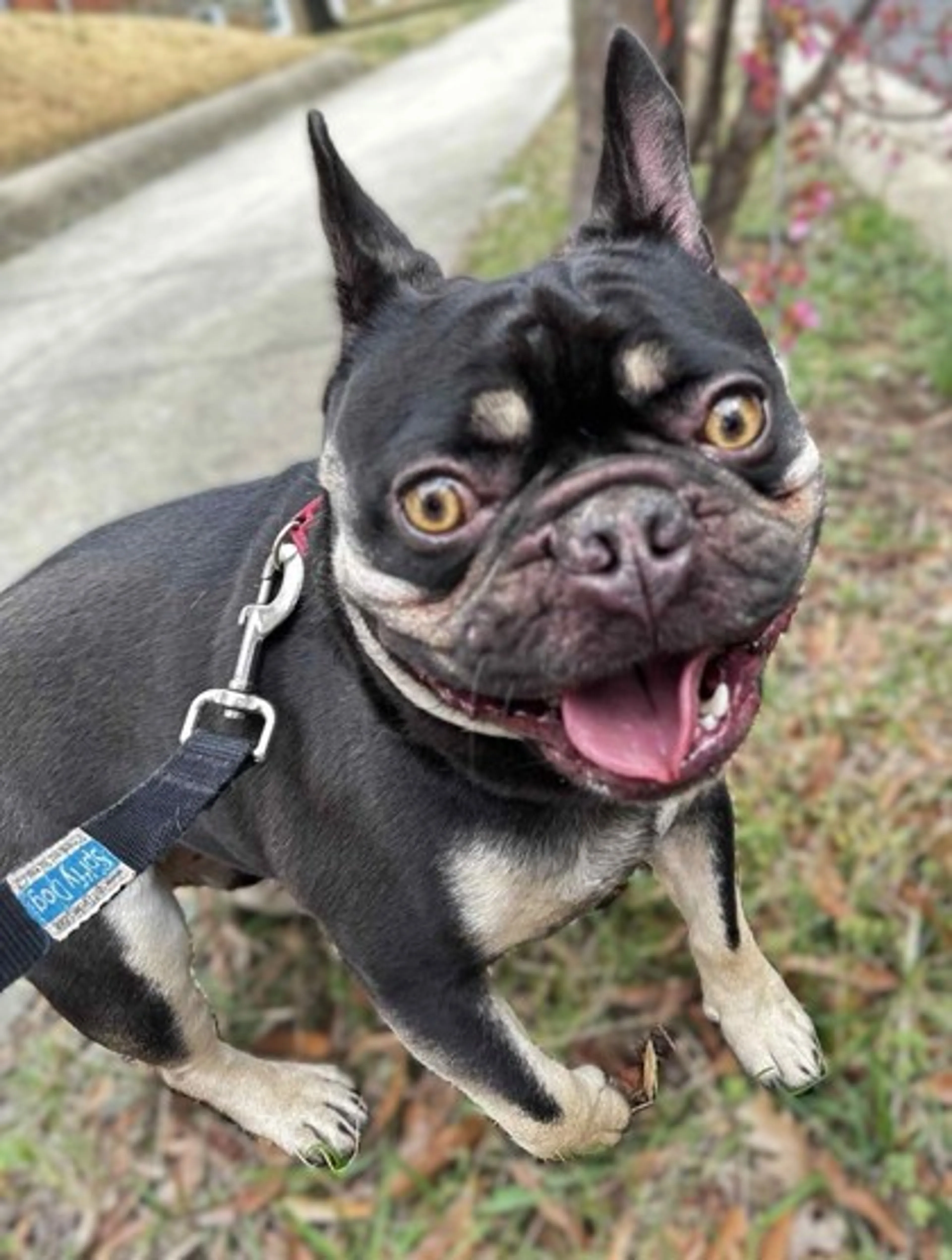 Found pet-2