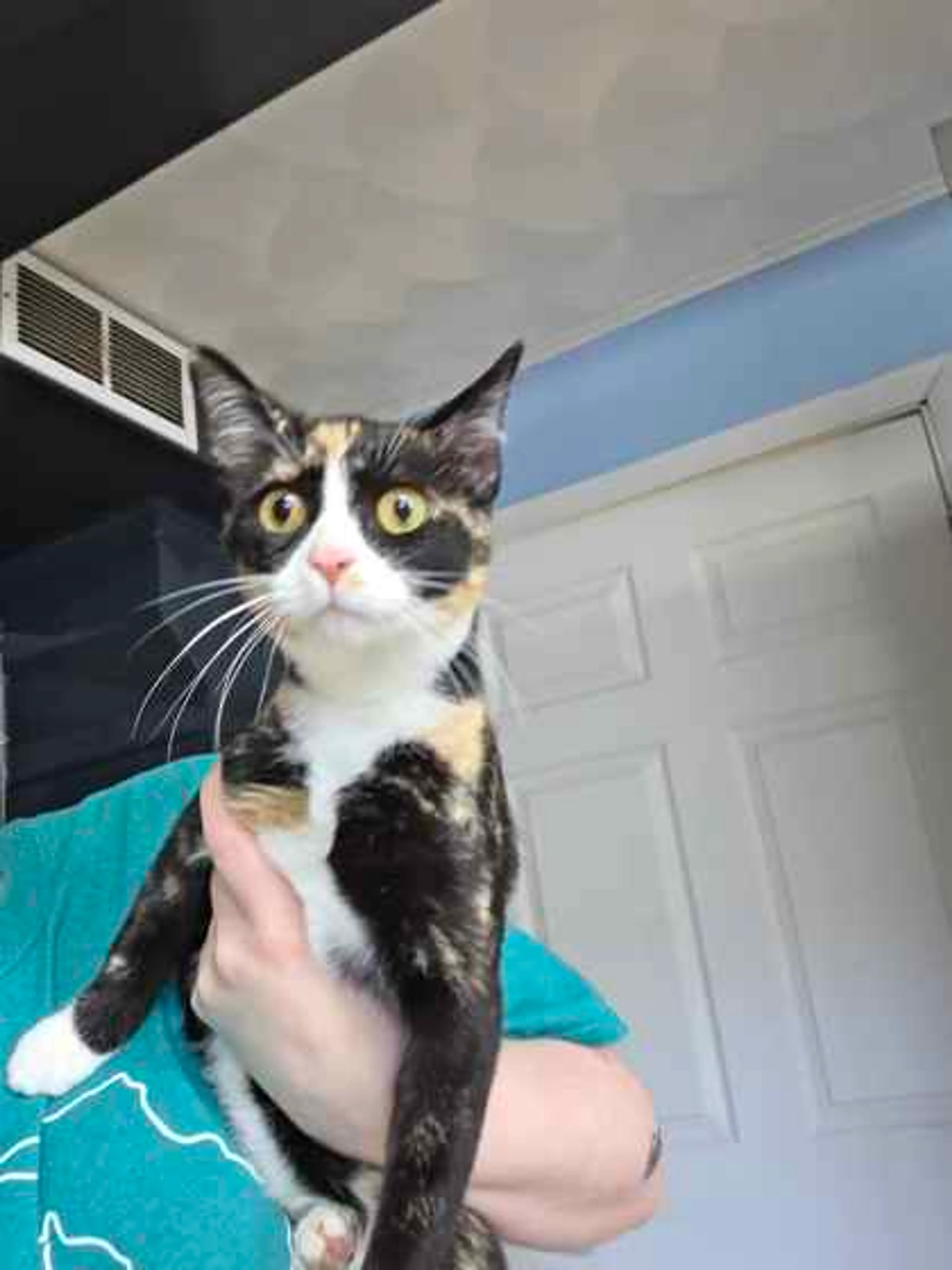 Found pet