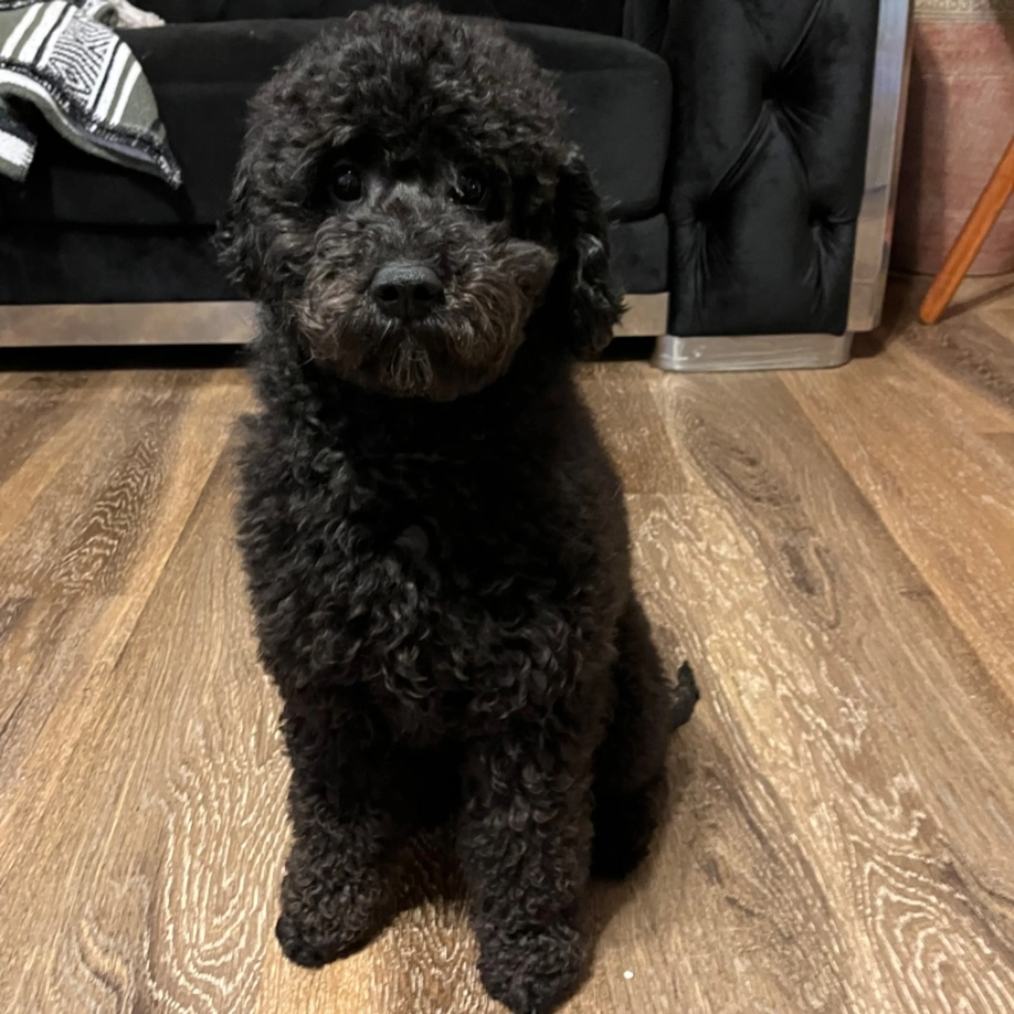 Lost pet